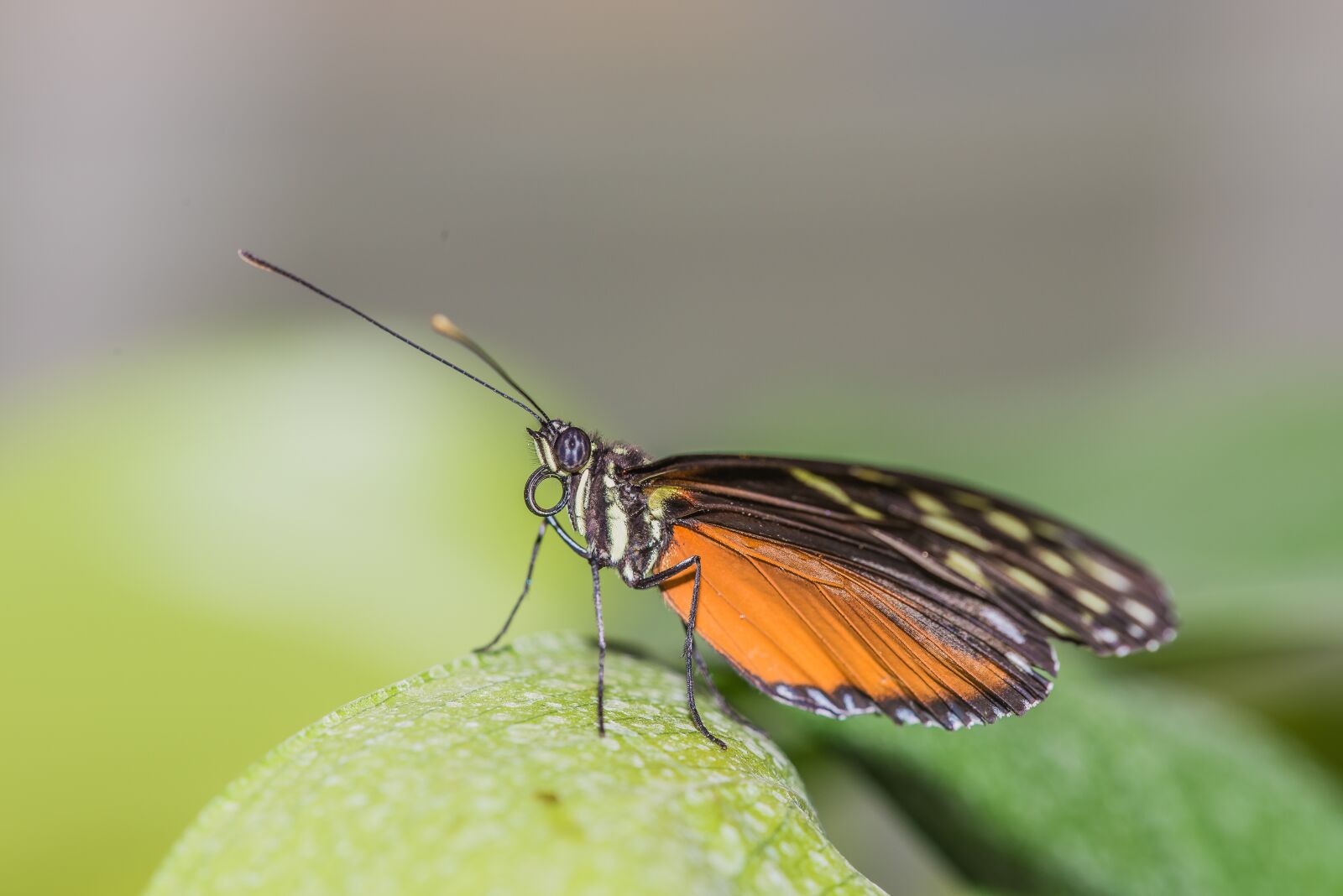 Nikon D600 sample photo. Butterfly, flower, insect photography
