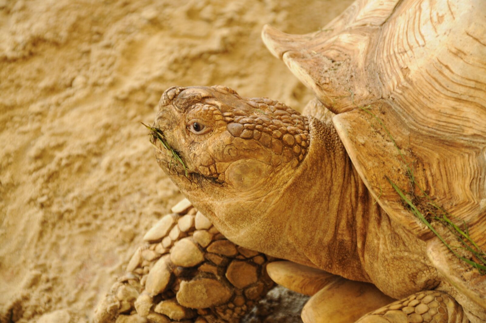 Nikon D5000 sample photo. Turtle, head, close up photography