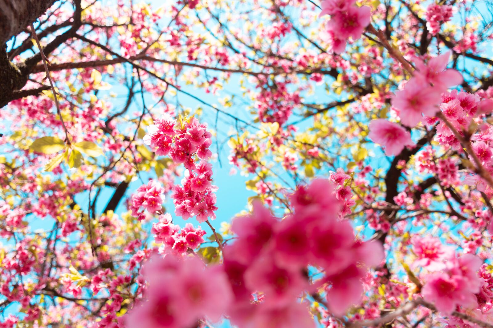 Nikon D7200 sample photo. Bloom, pink, flower photography