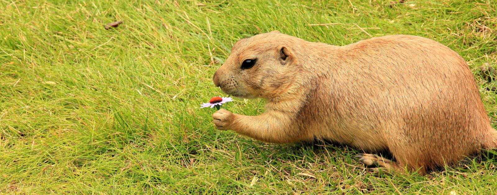 Canon EOS 550D (EOS Rebel T2i / EOS Kiss X4) sample photo. Prairie dog, gophers, marmot photography