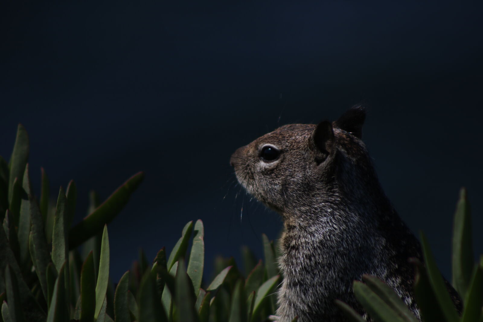 Canon EOS 750D (EOS Rebel T6i / EOS Kiss X8i) sample photo. Squirrel, water, plant photography