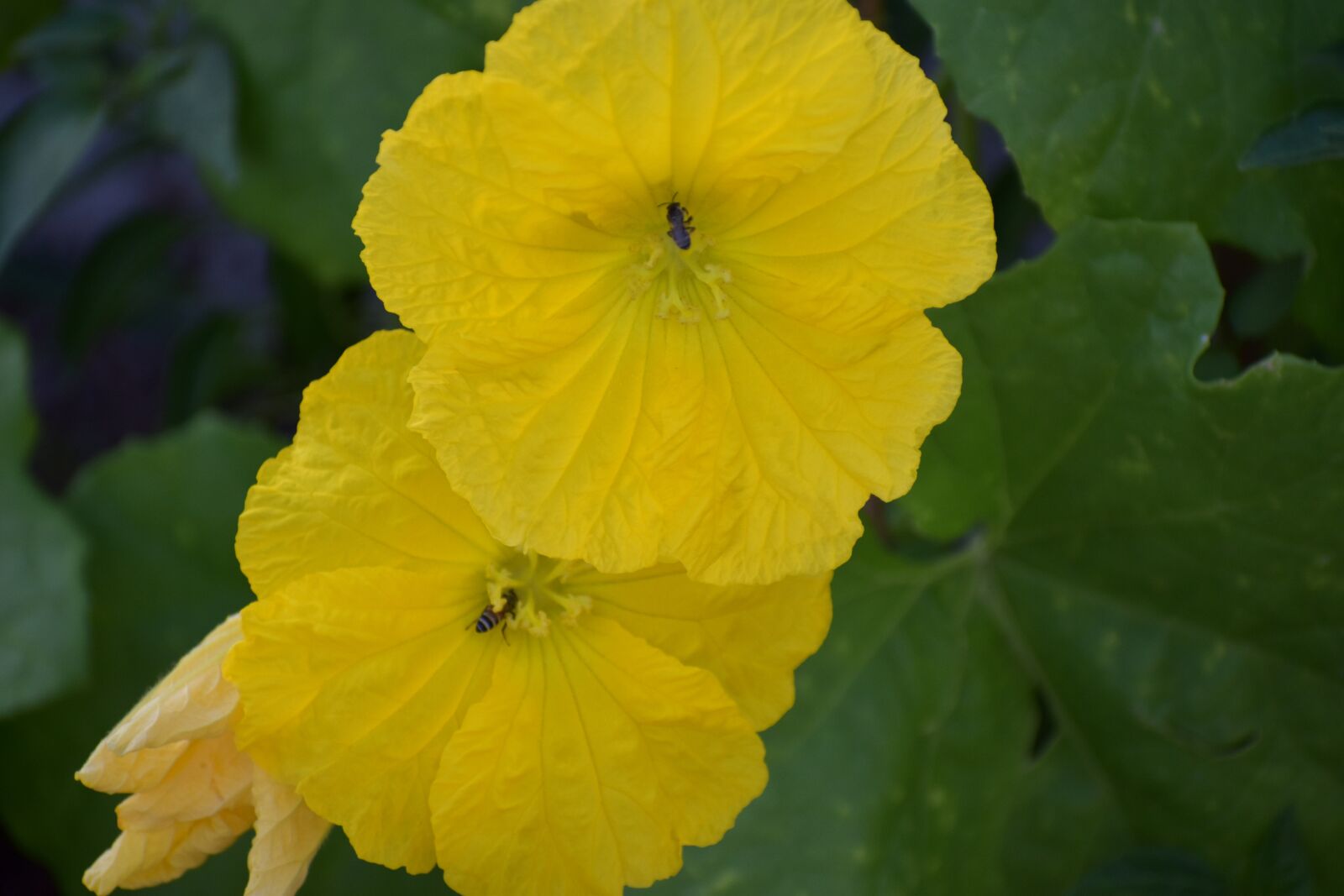 Nikon D5600 sample photo. Ridge gourd flowers, two photography