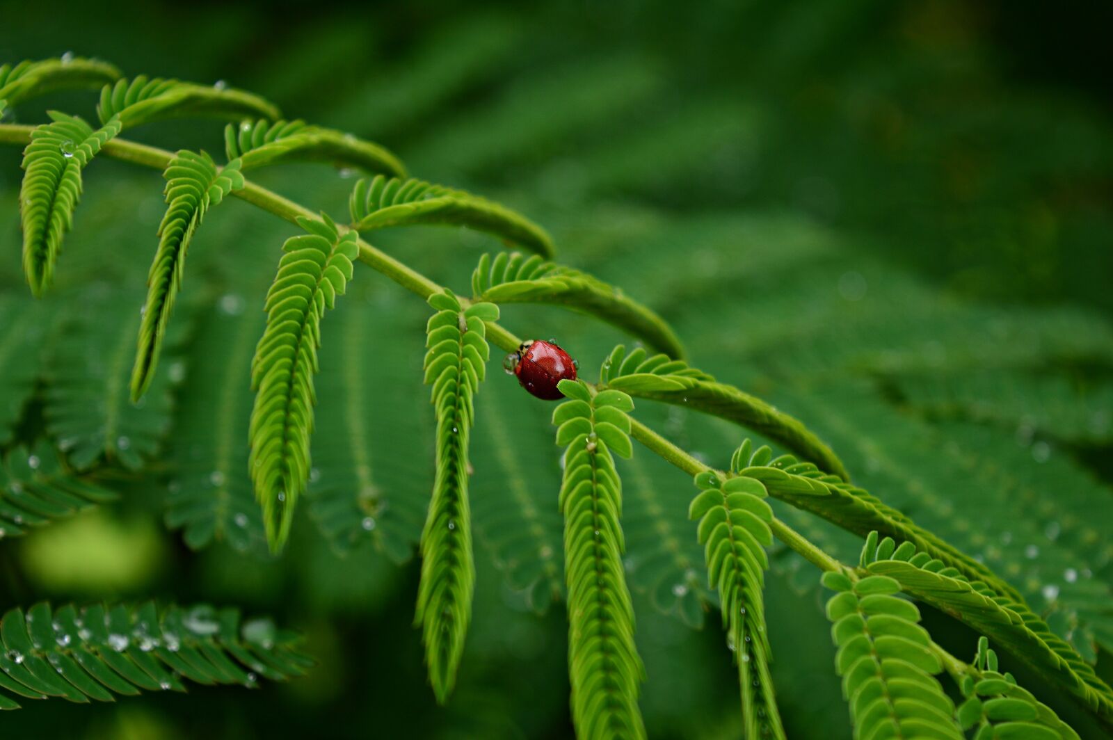 Nikon D3200 sample photo. Acacia, leaves, green photography