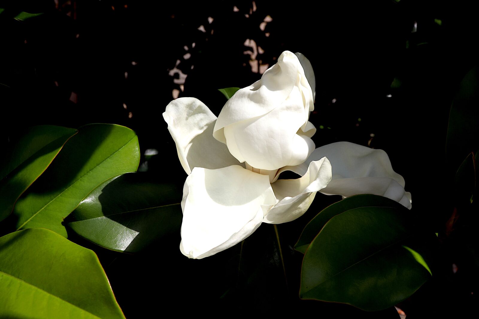 Canon EOS 800D (EOS Rebel T7i / EOS Kiss X9i) sample photo. Magnolia grandiflora, tuliptree, trees photography