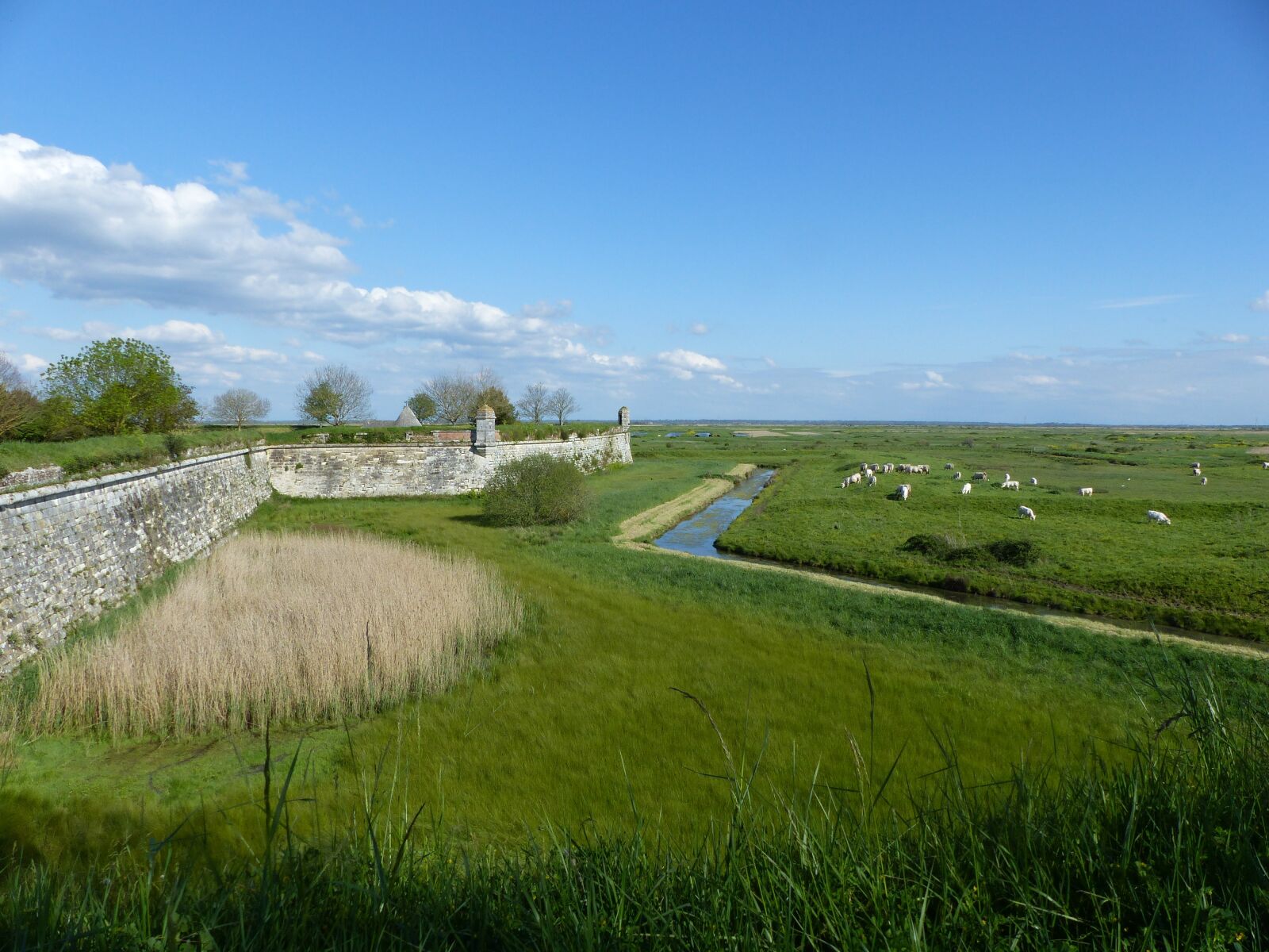 Panasonic Lumix DMC-FZ200 sample photo. Channel, ramparts, cattle photography