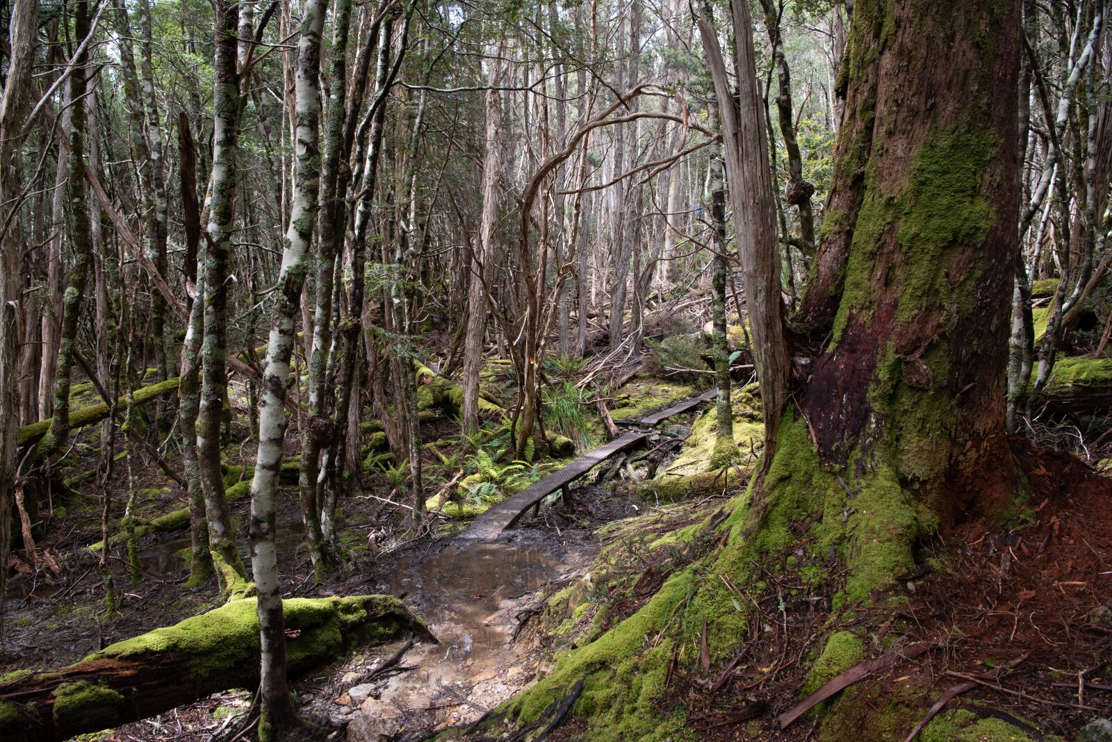 Nikon D750 sample photo. Overland track, tasmania, nature photography