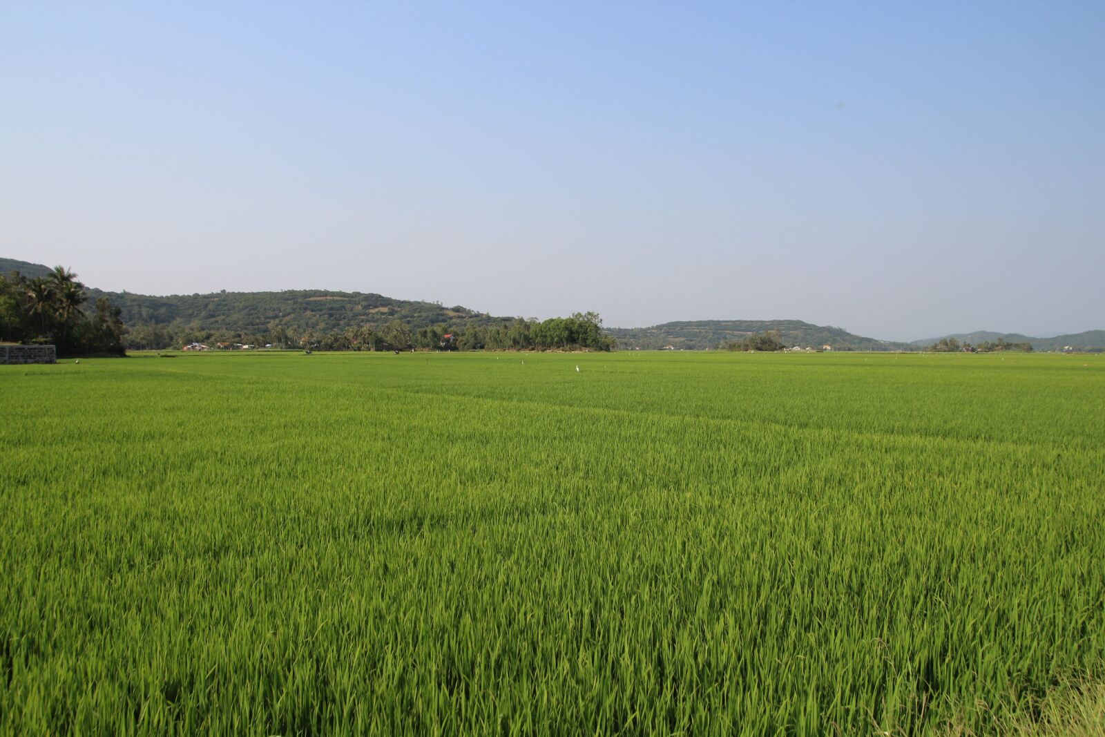 Tamron SP AF 17-50mm F2.8 XR Di II LD Aspherical (IF) sample photo. Vietnam, asia, field photography