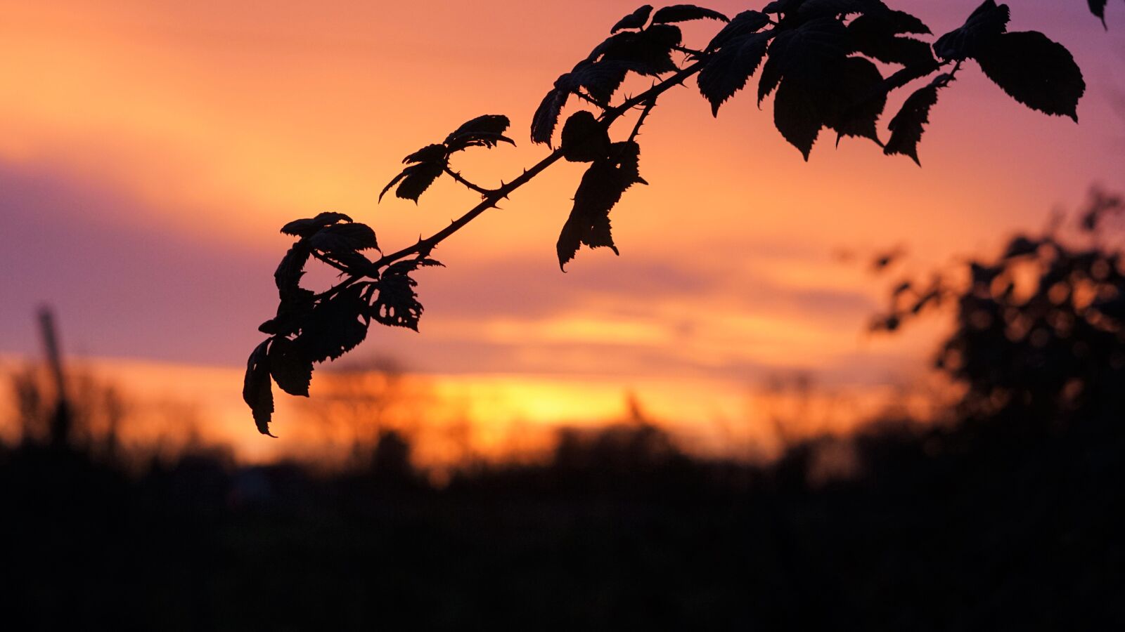 Sony a6000 sample photo. Sunrise, blackberry leaves, branch photography