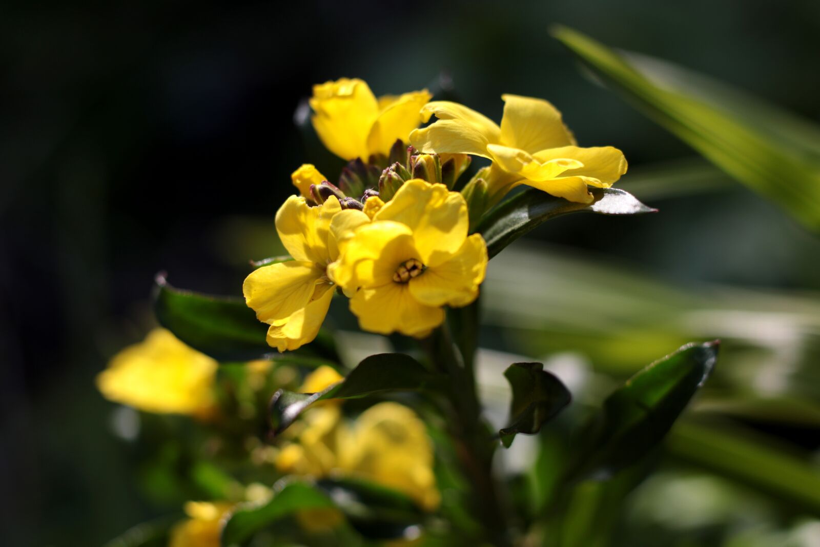 Canon EOS 7D Mark II sample photo. Erysimum cheiri, wallflowers, yellow photography