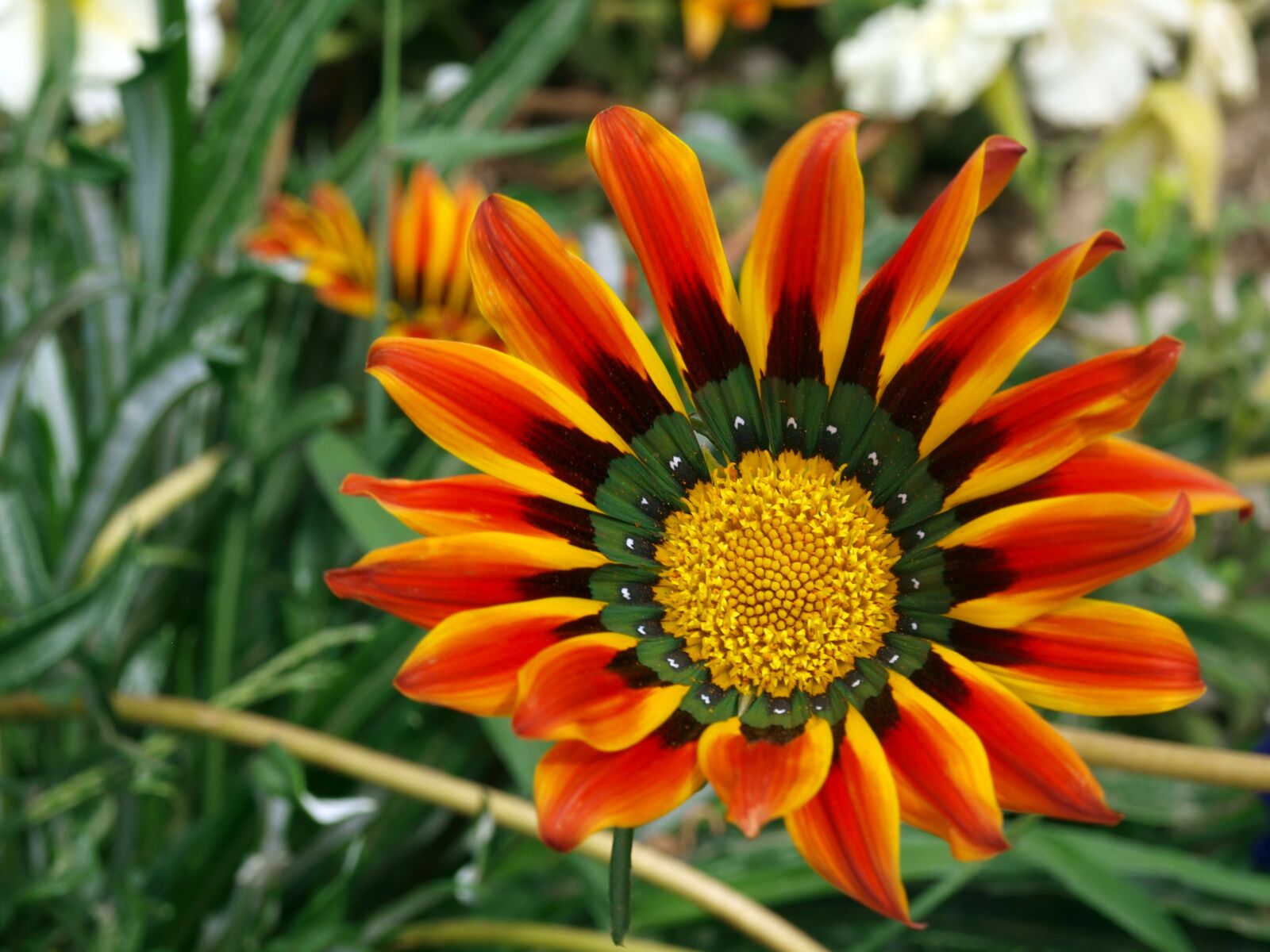 Olympus E-420 (EVOLT E-420) sample photo. Flower, orange, summer photography