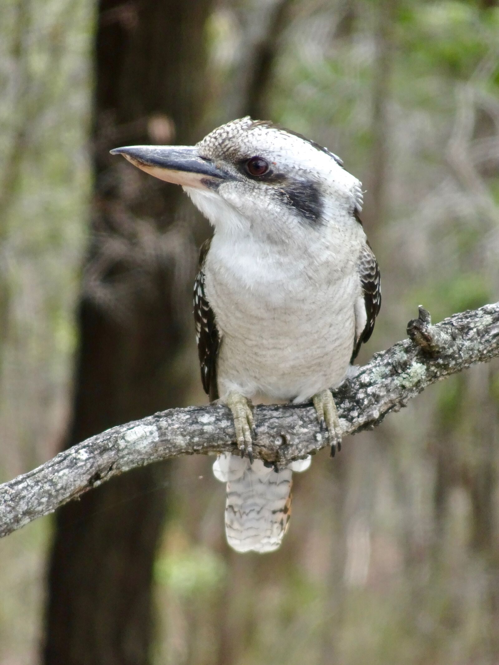 Sony Cyber-shot DSC-HX90V sample photo. Kookaburra, australia, kingfisher photography