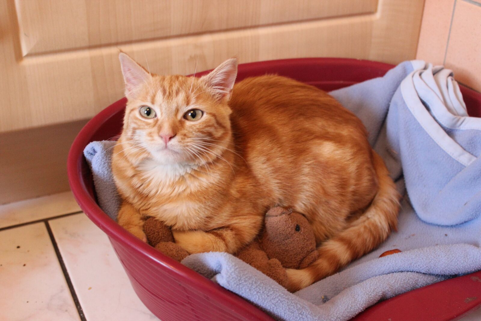 Canon EOS 600D (Rebel EOS T3i / EOS Kiss X5) sample photo. Cat, cute, fart photography