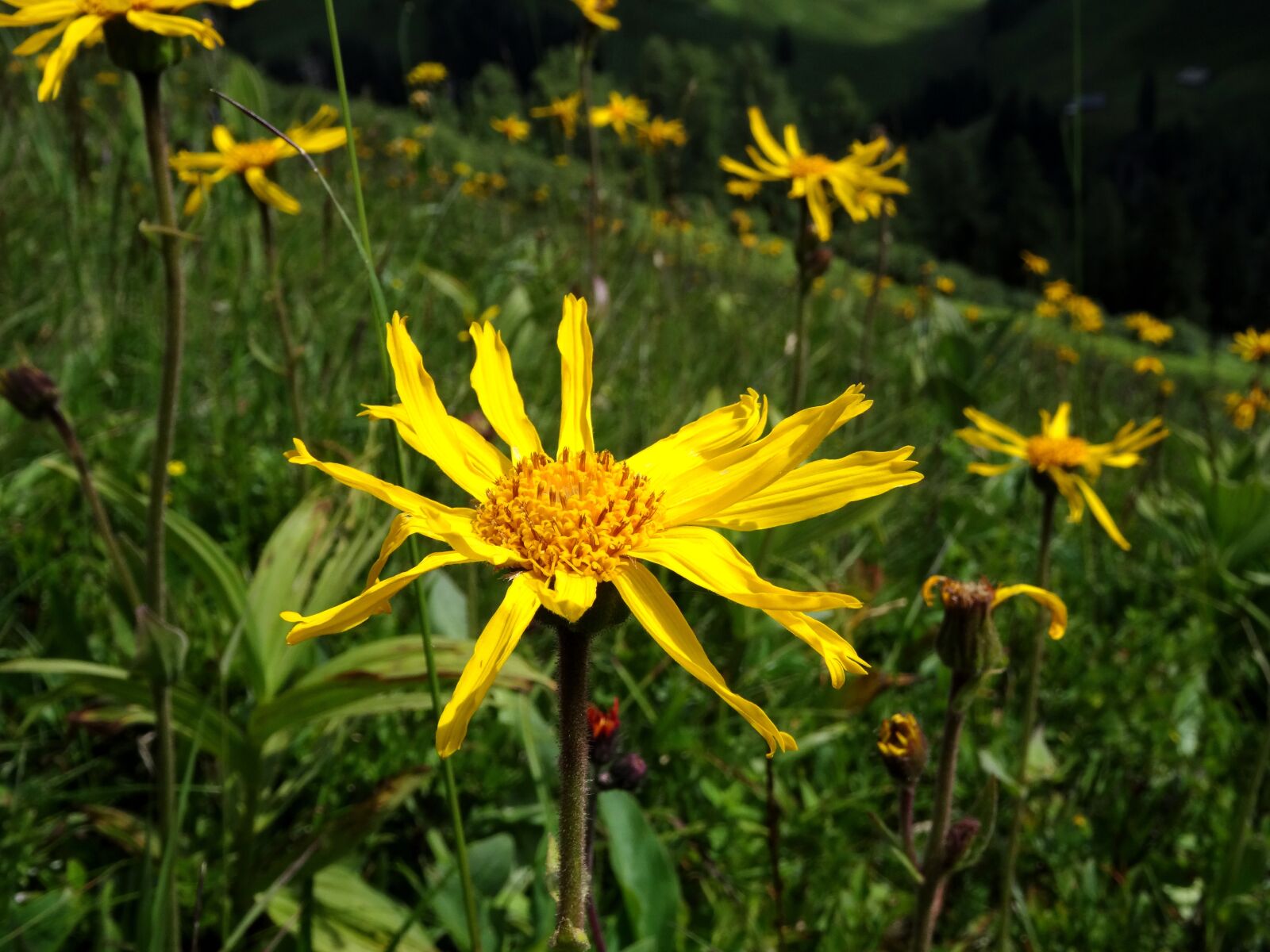 Sony DSC-HX50 sample photo. Arnica, arnica montana, mountain photography