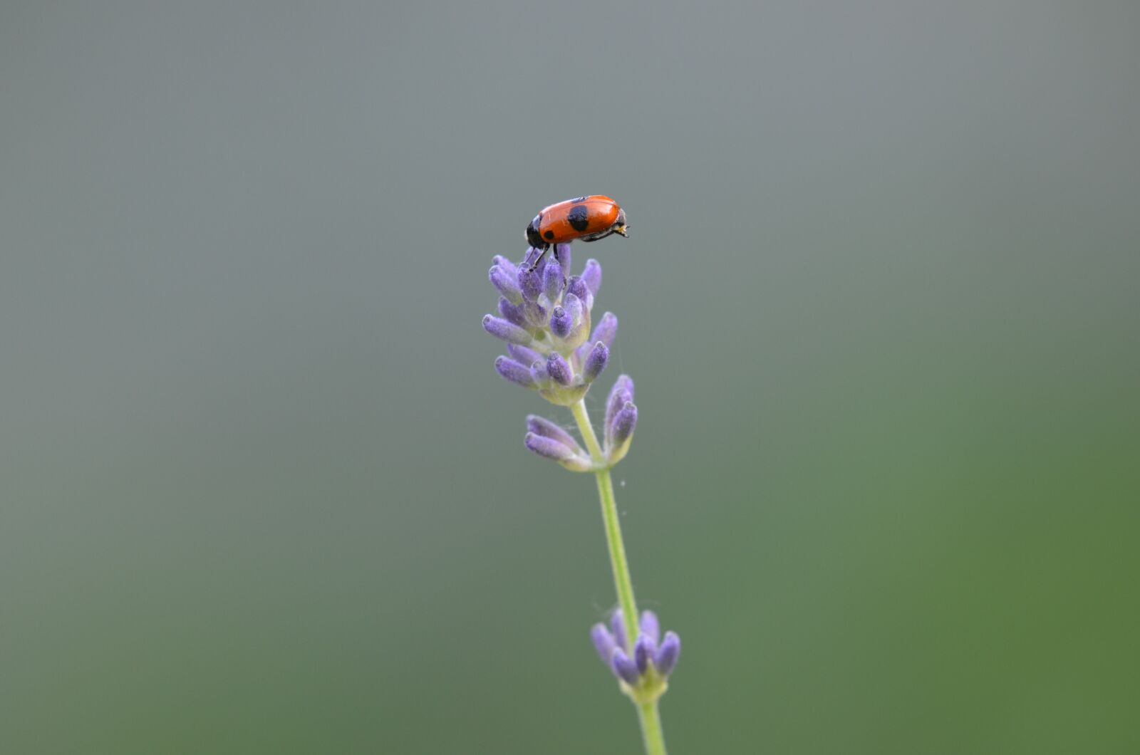 Nikon D5100 sample photo. Insect, lavender, nature photography