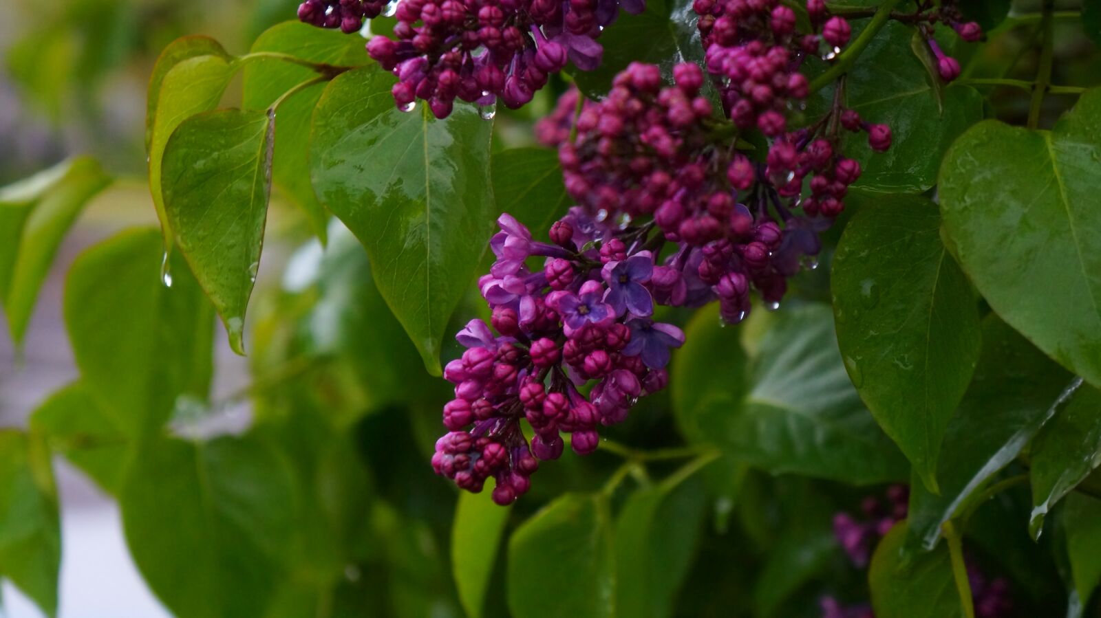 Sony Alpha a3000 + Sony E 18-55mm F3.5-5.6 OSS sample photo. Nature, plants, green photography
