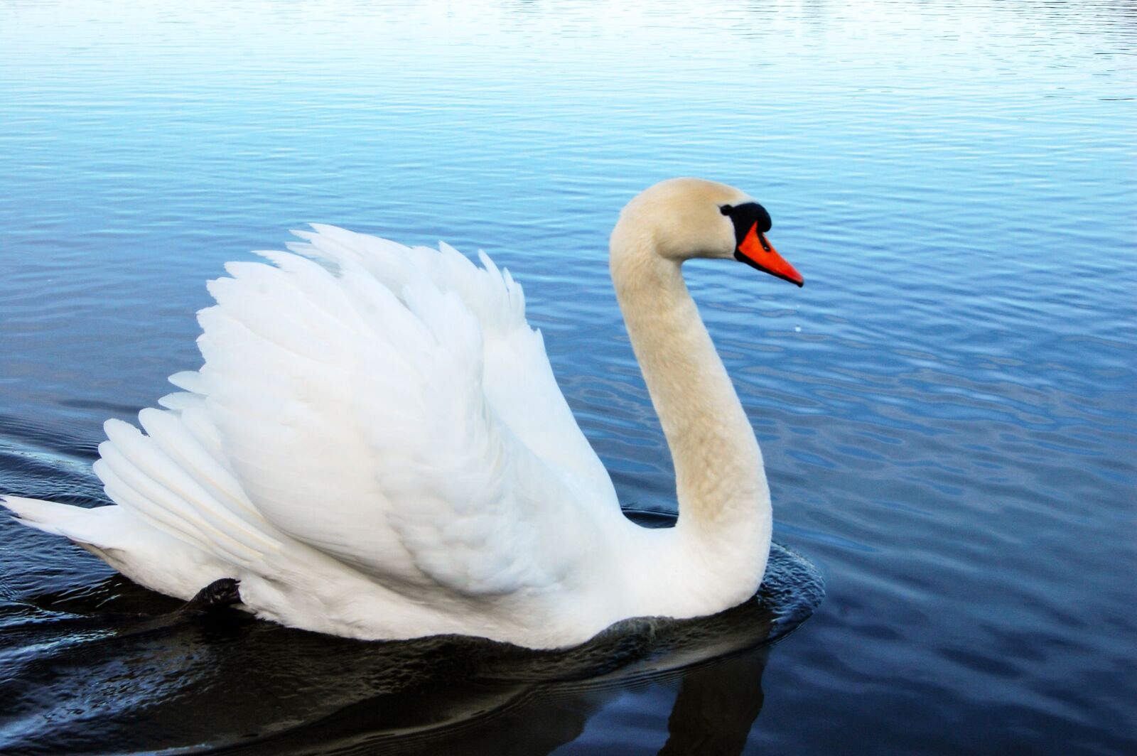 Nikon D40 sample photo. Swan, bird, white photography