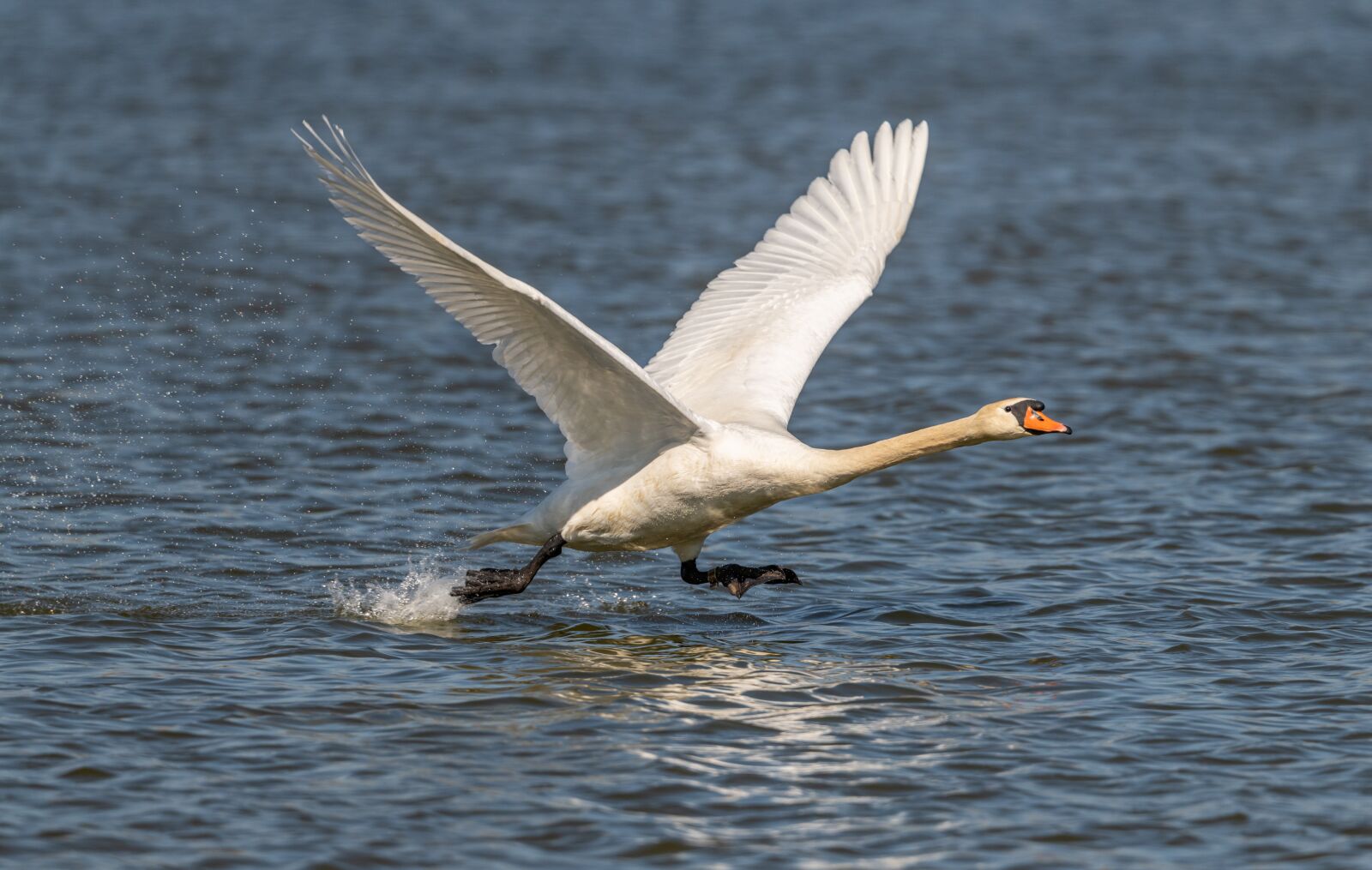 Nikon D850 sample photo. Swan, bird, flying photography