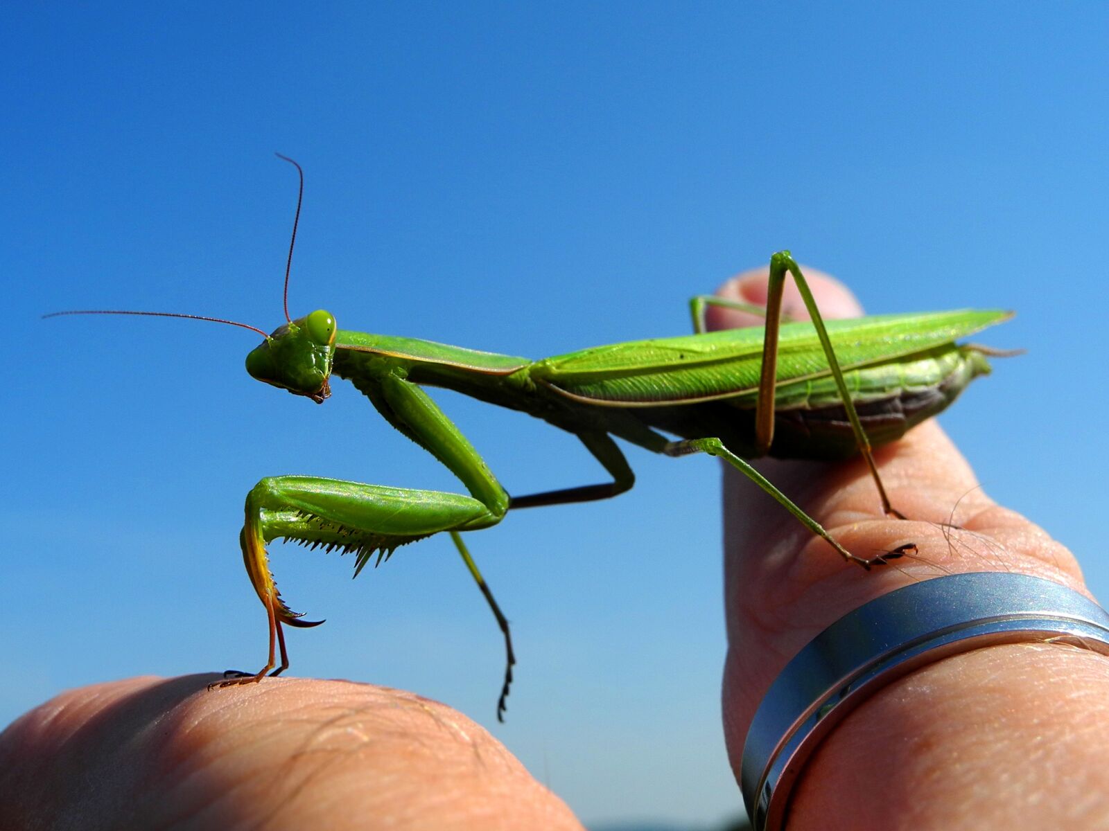 Nikon Coolpix P7000 sample photo. Mantis, insect, green photography