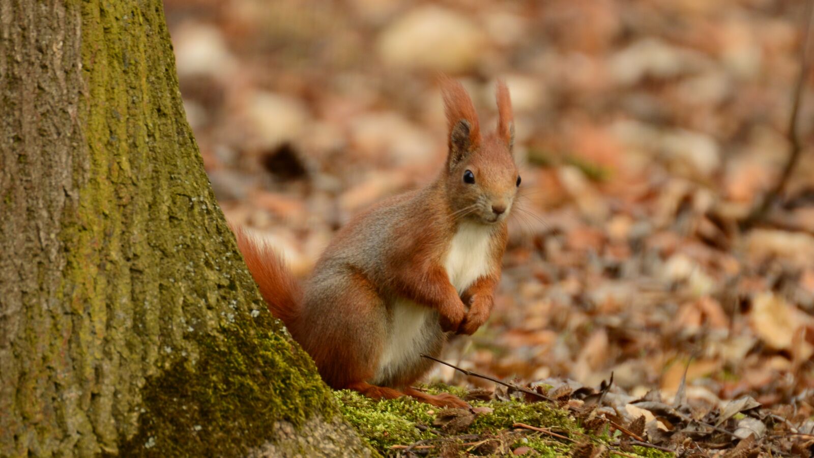 Nikon D3200 sample photo. The squirrel, park, ruda photography