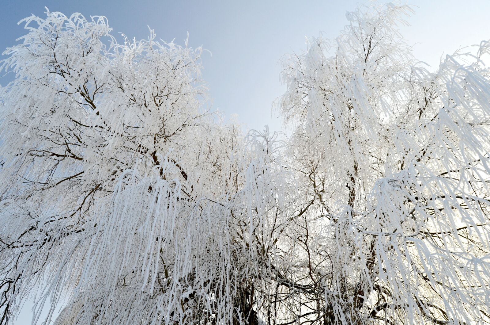 Nikon D5100 sample photo. Winter, frost, icing photography