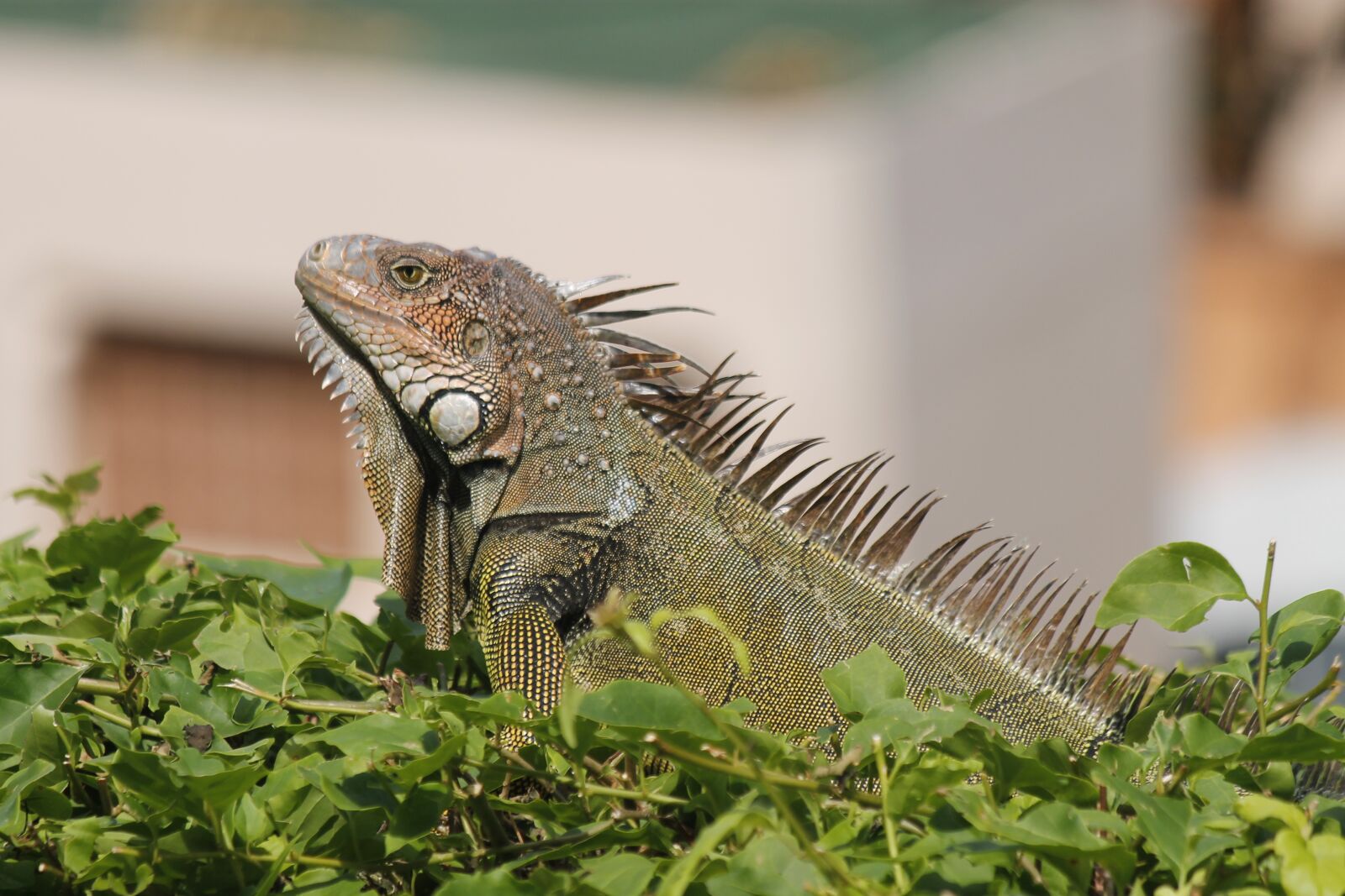 Canon EF-S 55-250mm F4-5.6 IS sample photo. Reptile, iguana, reptiles photography
