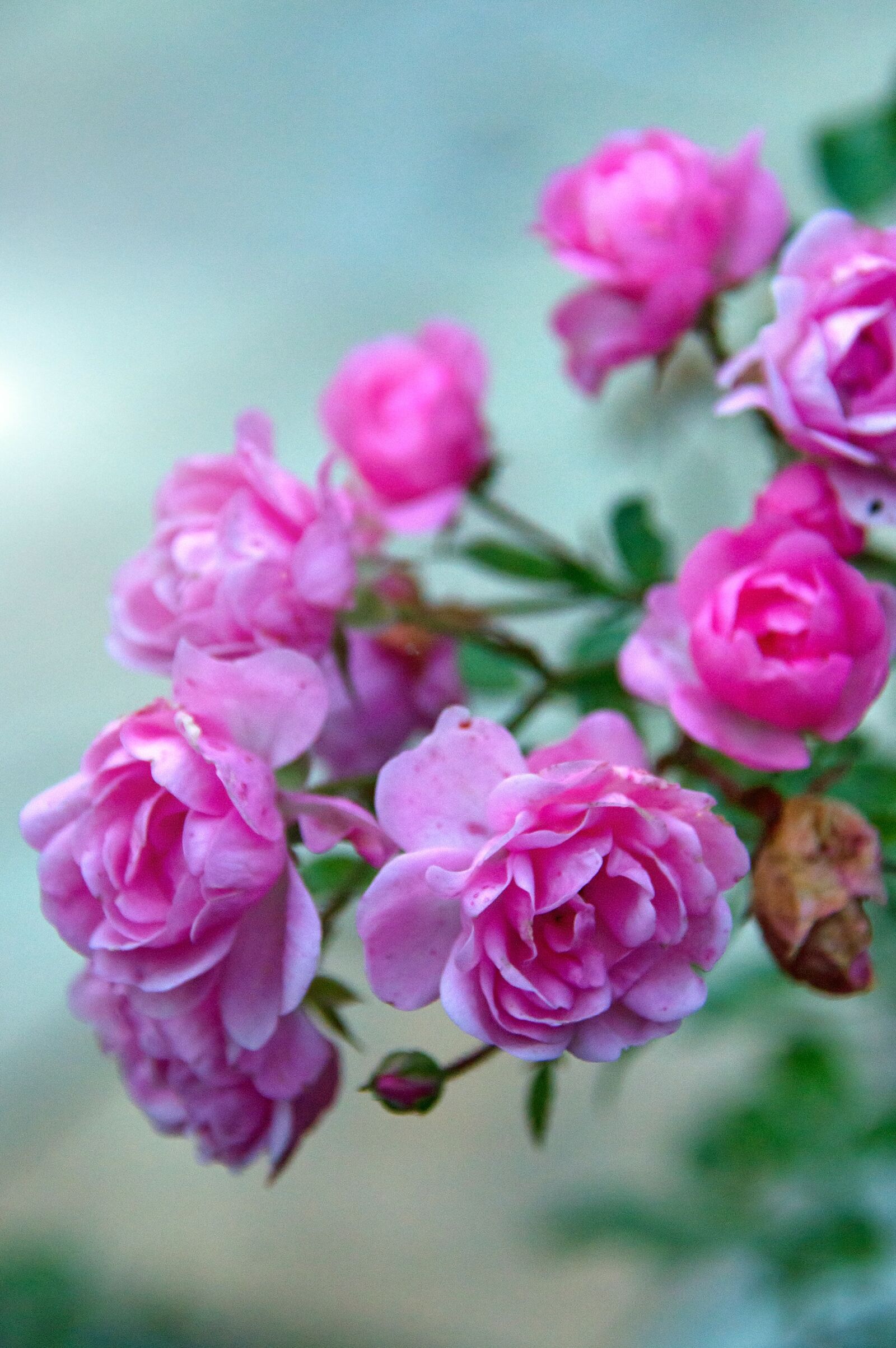 Nikon D3200 sample photo. Rose, autumn rose, pink photography