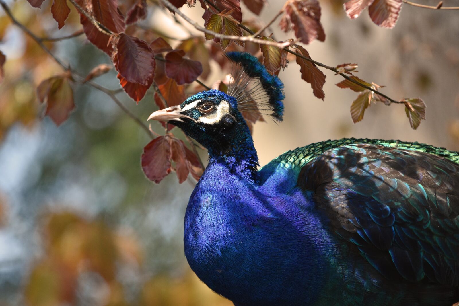 Nikon D3400 sample photo. Peacock, bird, feather photography