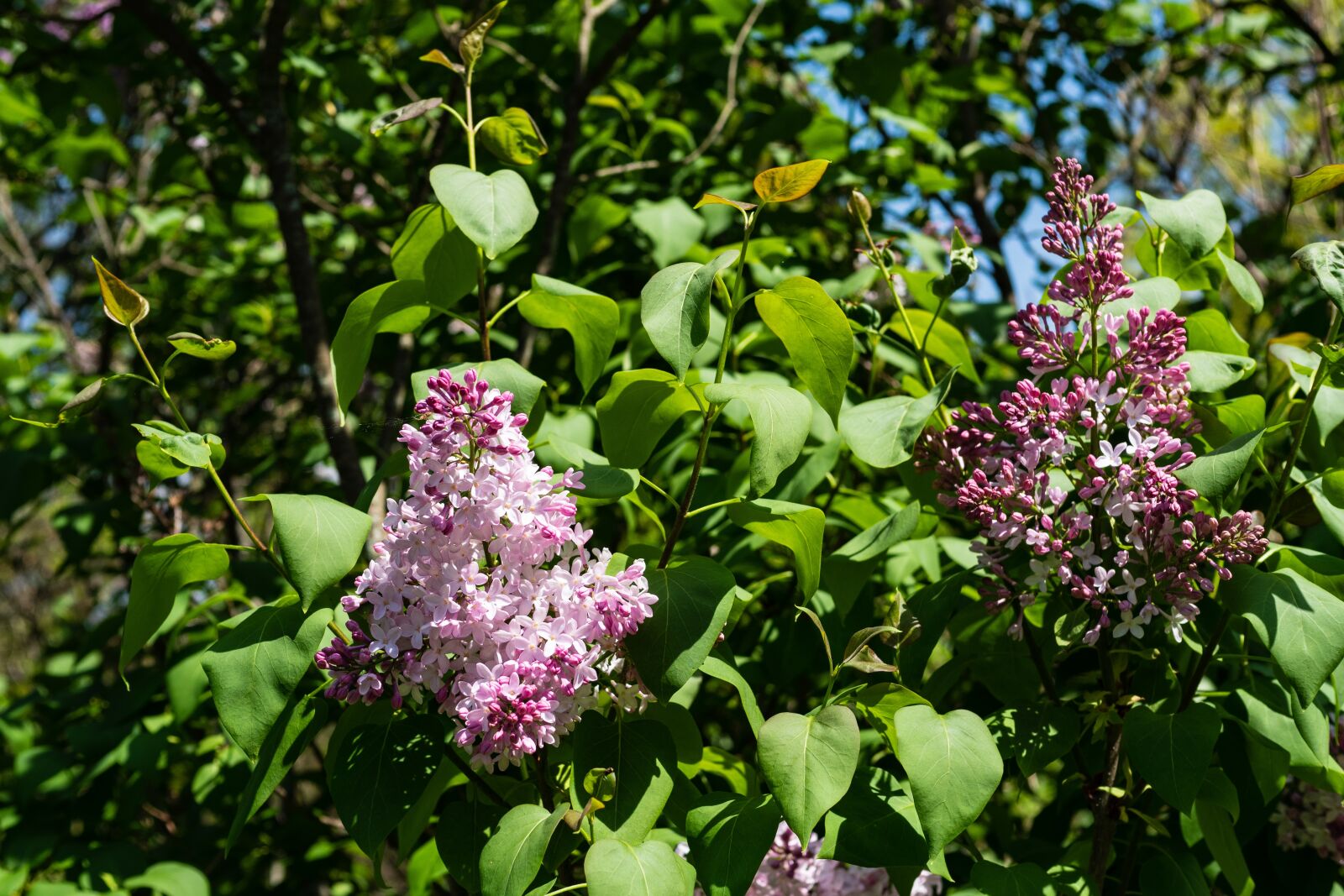 Panasonic Leica DG Summilux 25mm F1.4 II ASPH sample photo. Lilac, flower, spring photography