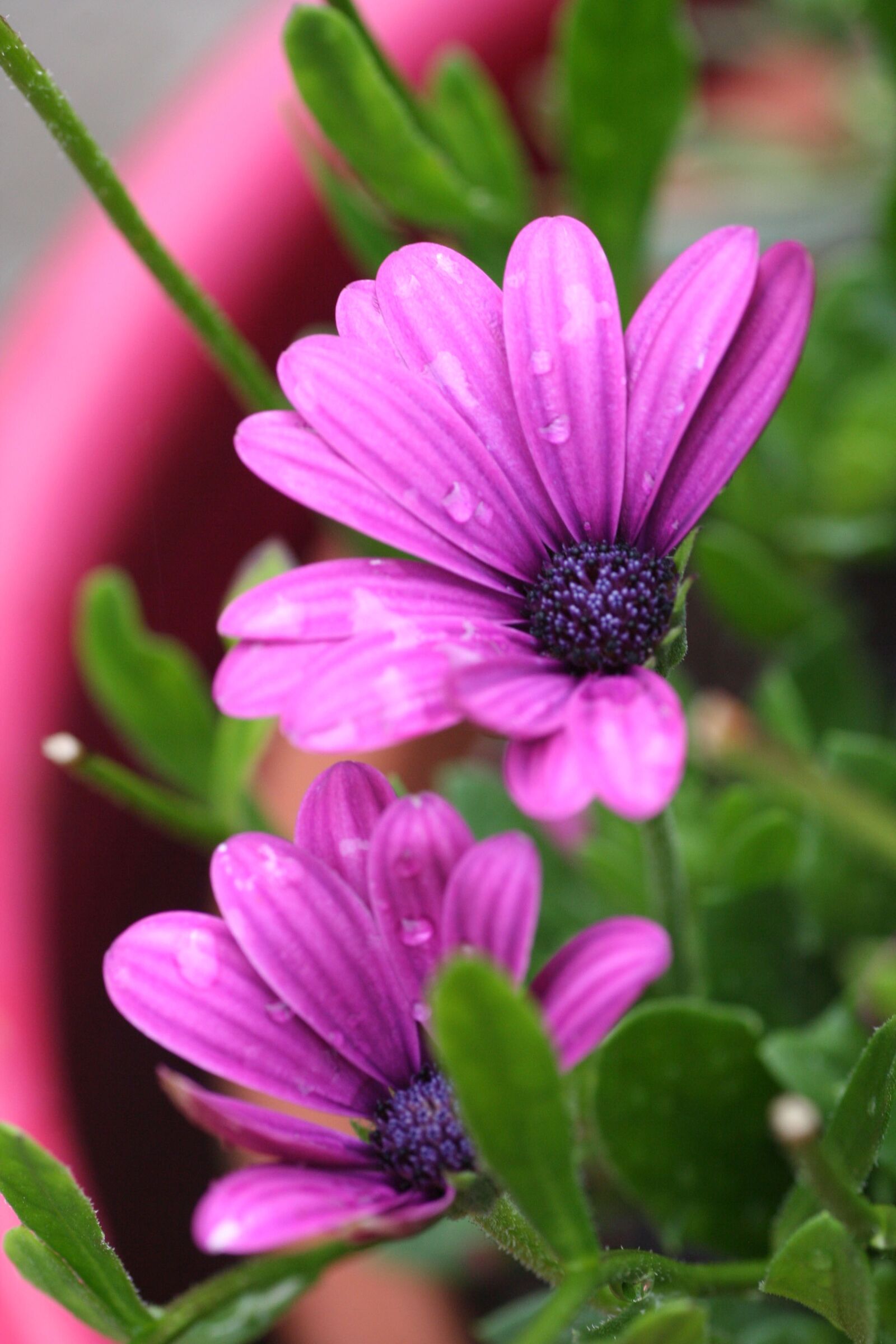 Canon EOS 350D (EOS Digital Rebel XT / EOS Kiss Digital N) sample photo. Flowers, pot, garden photography