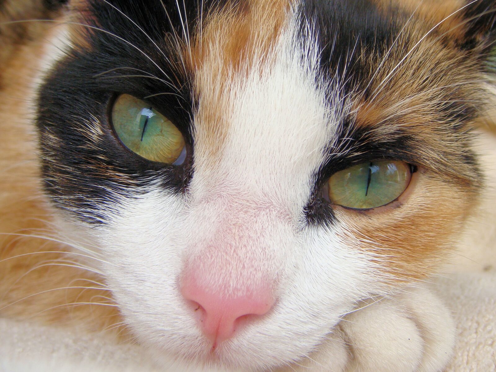 Sony DSC-T100 sample photo. Cats, cat, pet photography