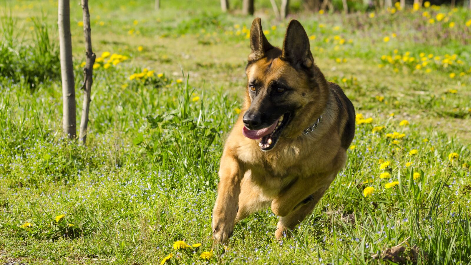 Nikon D5100 sample photo. Dog, friend, friendship photography