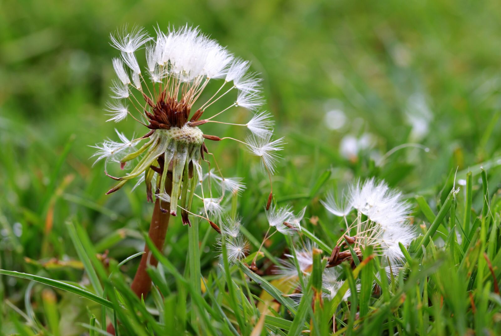 Canon EOS 650D (EOS Rebel T4i / EOS Kiss X6i) sample photo. Dandelion, flying seeds, seeds photography