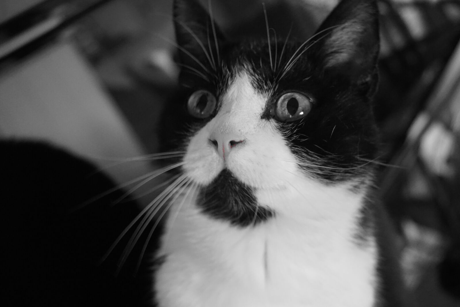 Sony E 16-50mm F3.5-5.6 PZ OSS sample photo. Cat, portrait, kitten photography