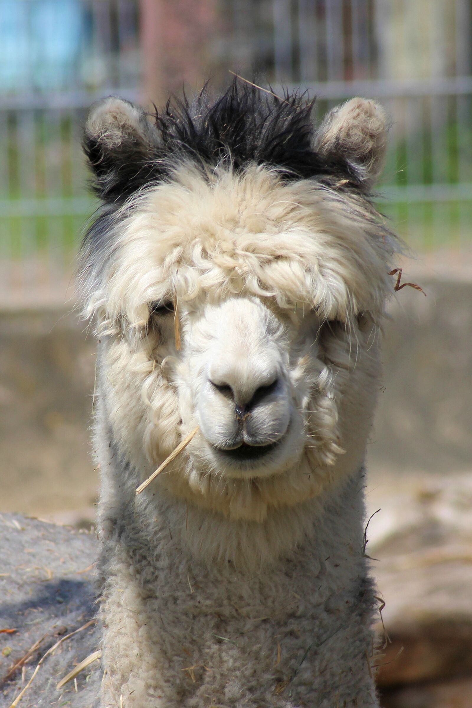 Canon EOS 600D (Rebel EOS T3i / EOS Kiss X5) sample photo. Alpaca, pako, mammal photography