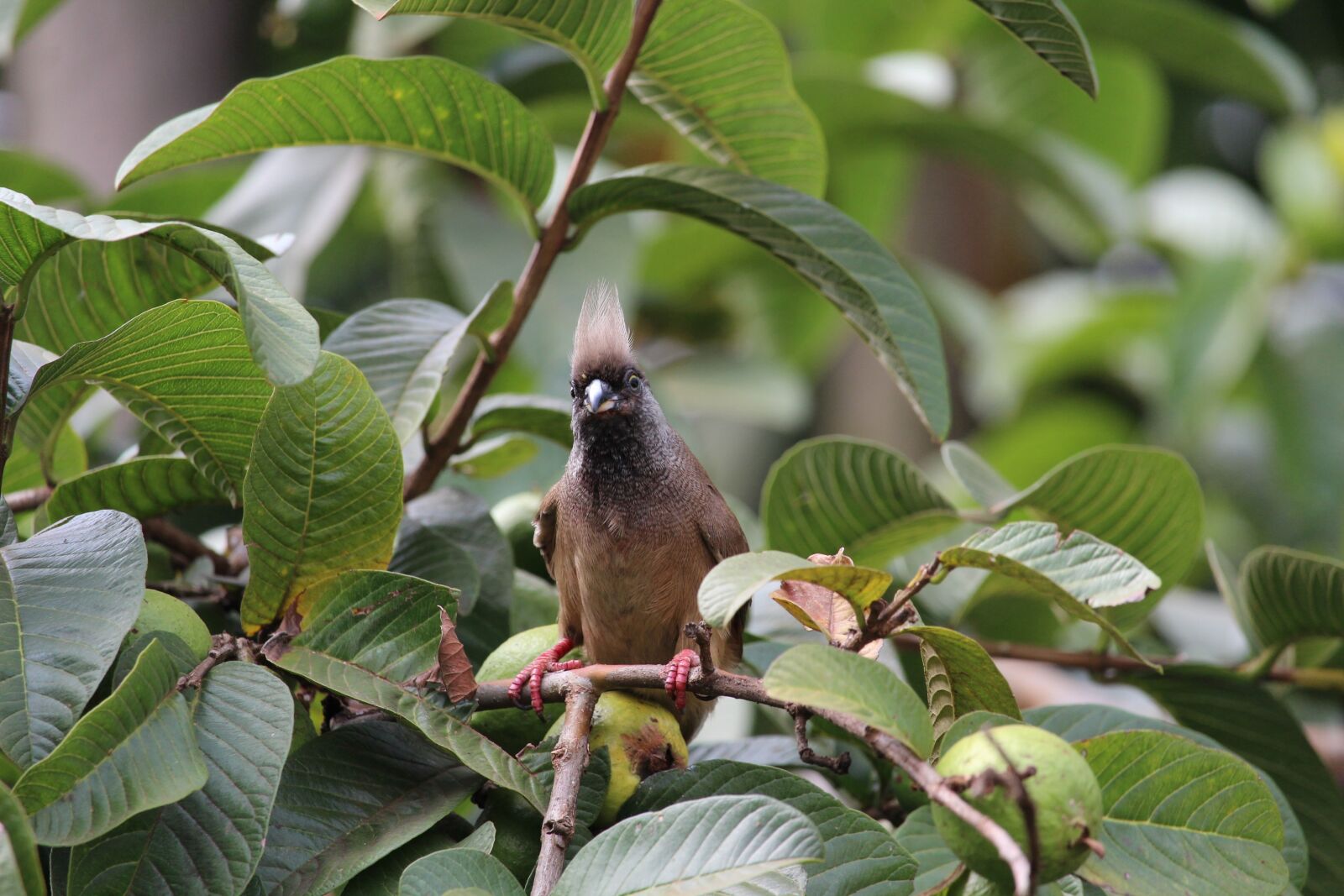 Canon EOS 1200D (EOS Rebel T5 / EOS Kiss X70 / EOS Hi) + Canon EF-S 55-250mm F4-5.6 IS STM sample photo. Mouse, bird, nature photography