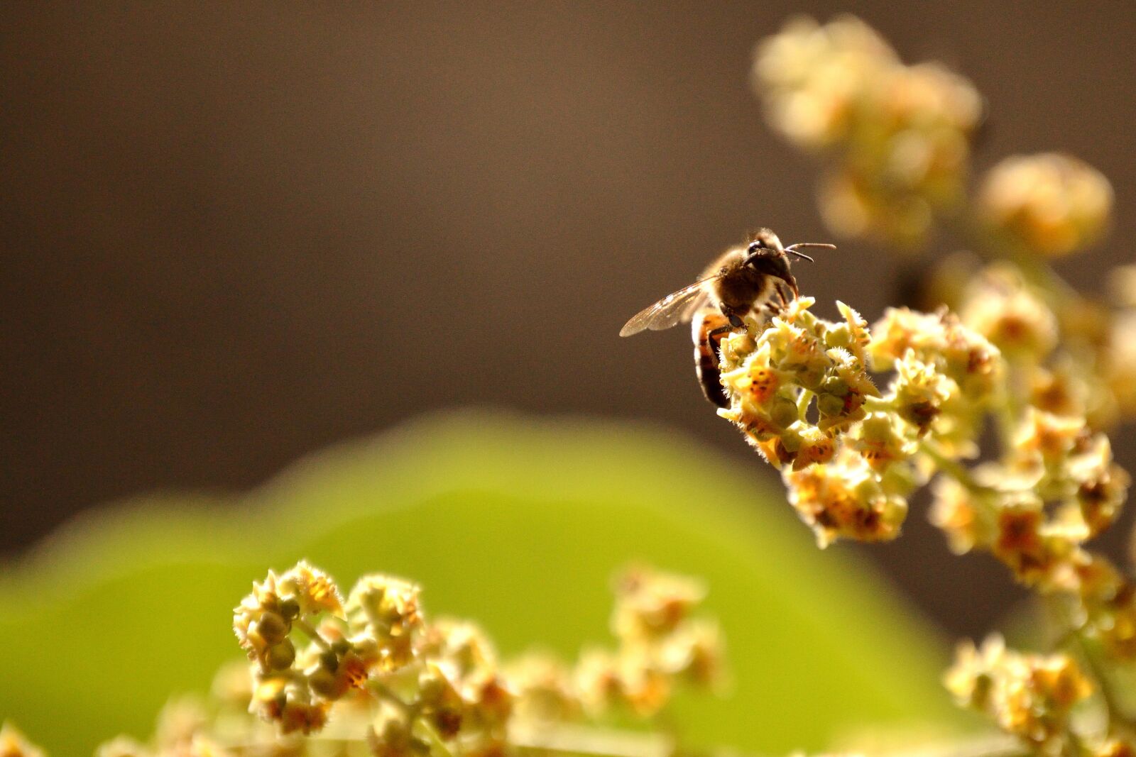 Nikon D3200 sample photo. Entomology, honey, bee photography