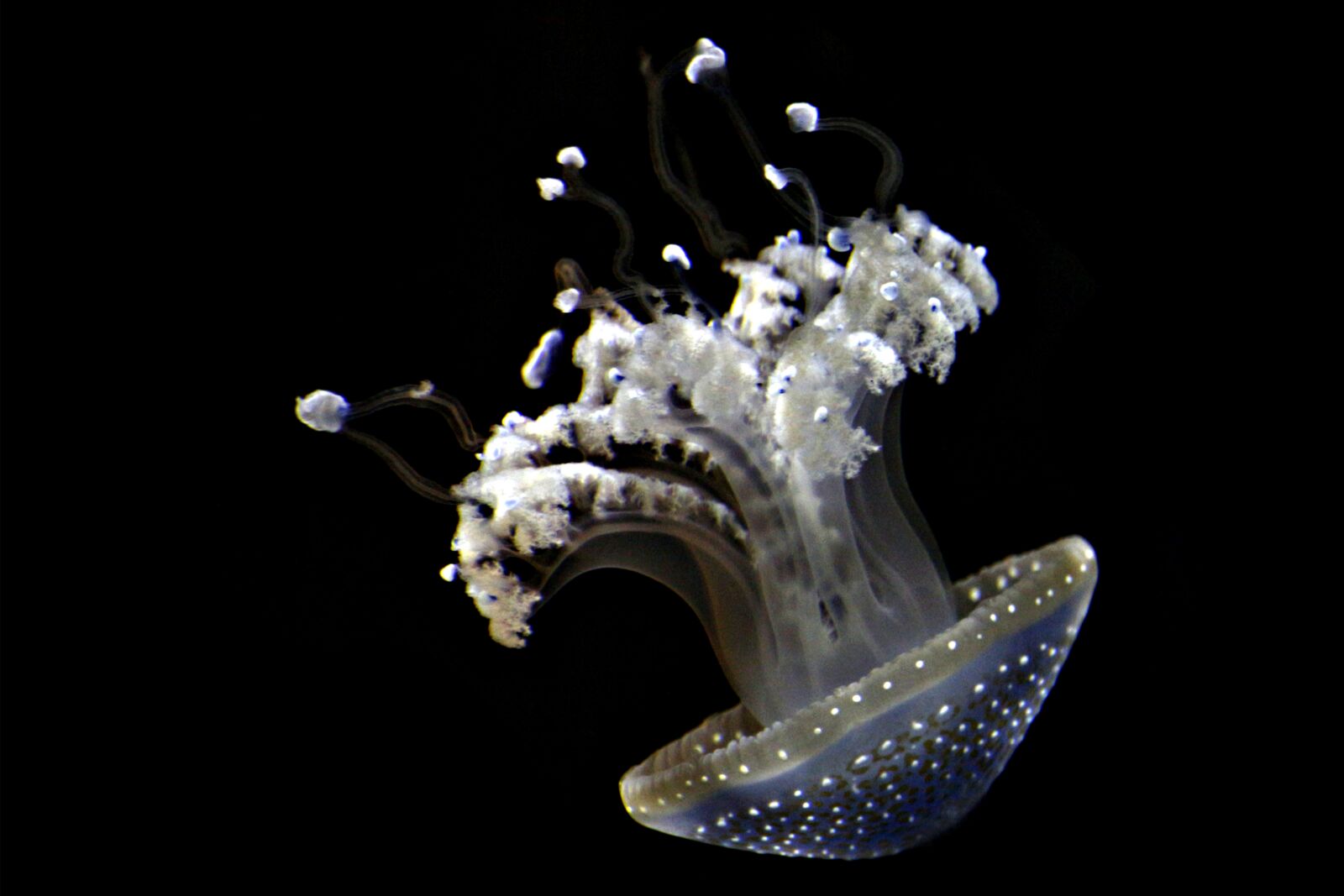 Canon EF-S 55-250mm F4-5.6 IS STM sample photo. Jellyfish, aquarium, ocean photography