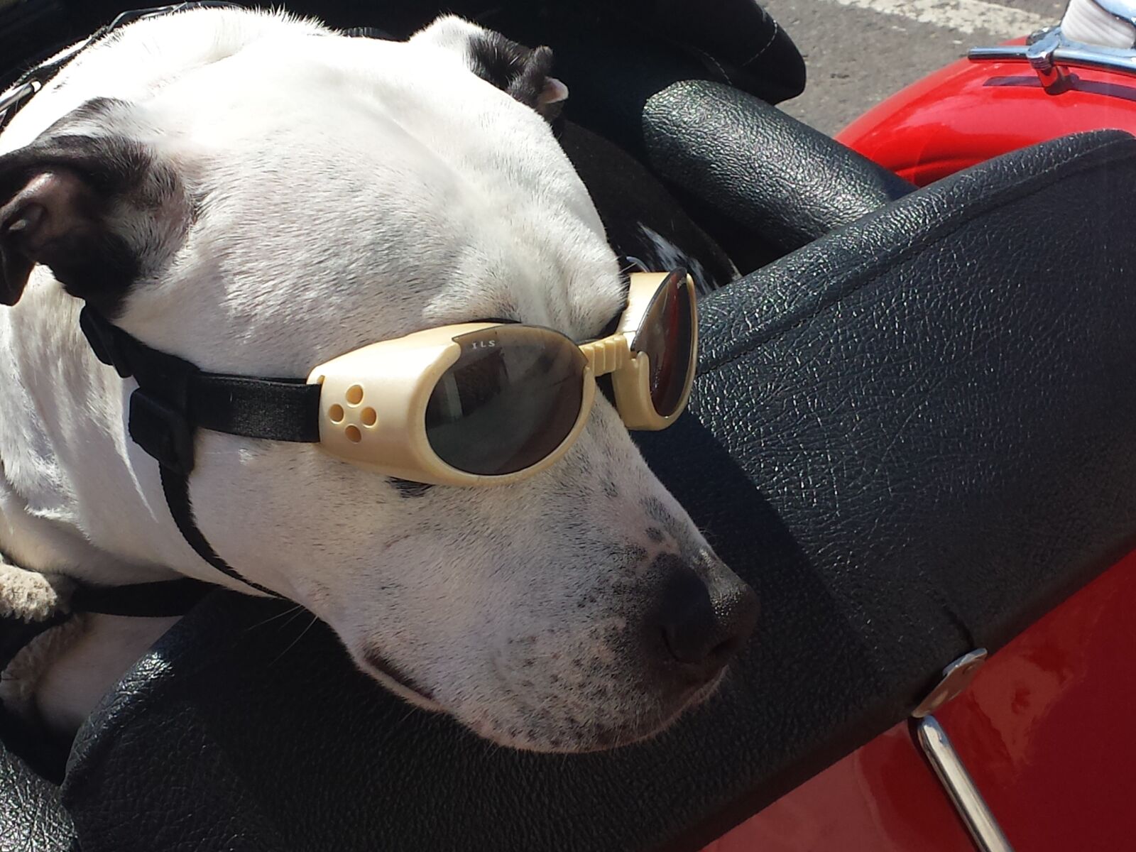 Samsung Galaxy S4 sample photo. Dog, glasses, funny photography