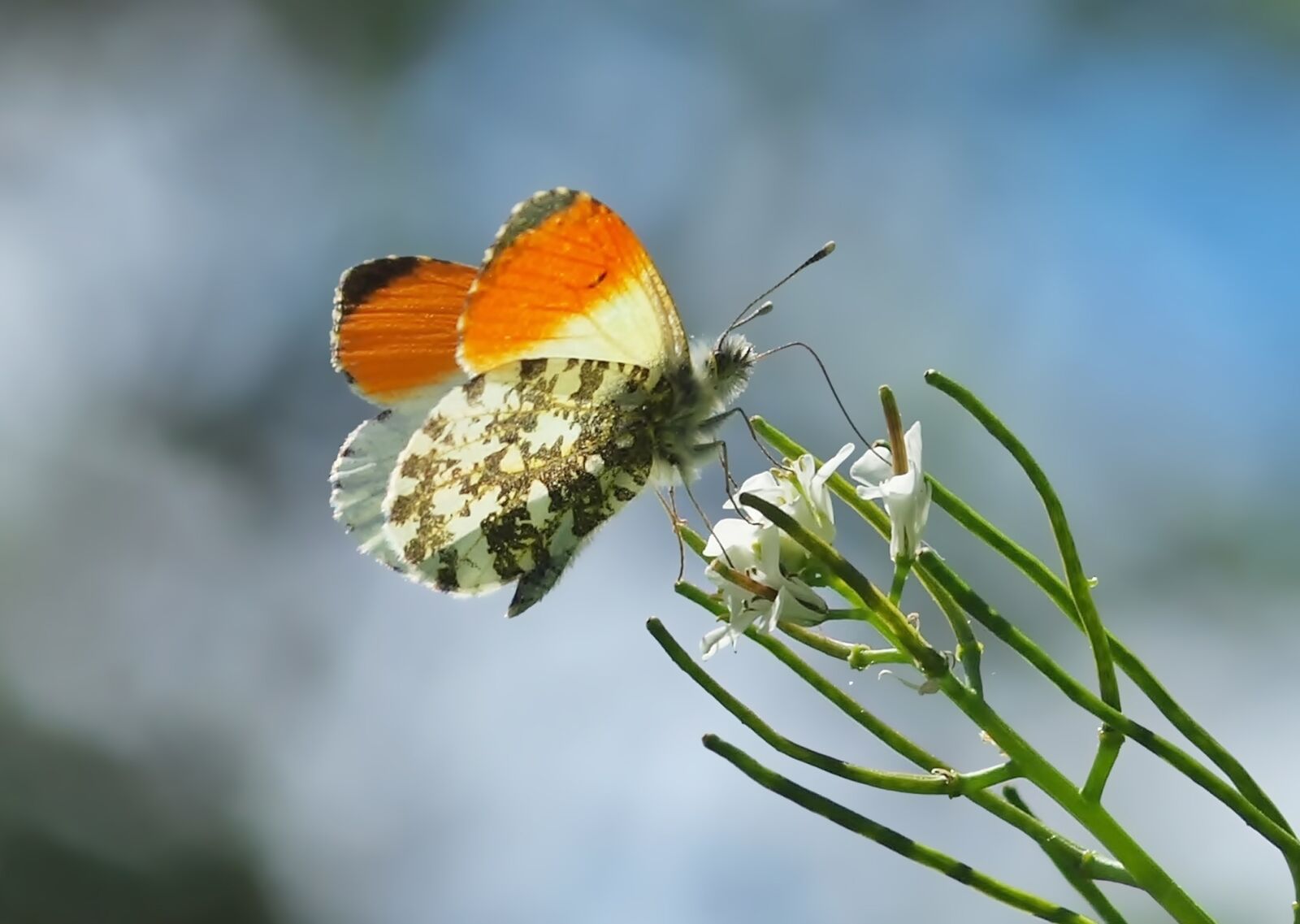 Olympus E-30 sample photo. Aurora butterfly, males, macro photography