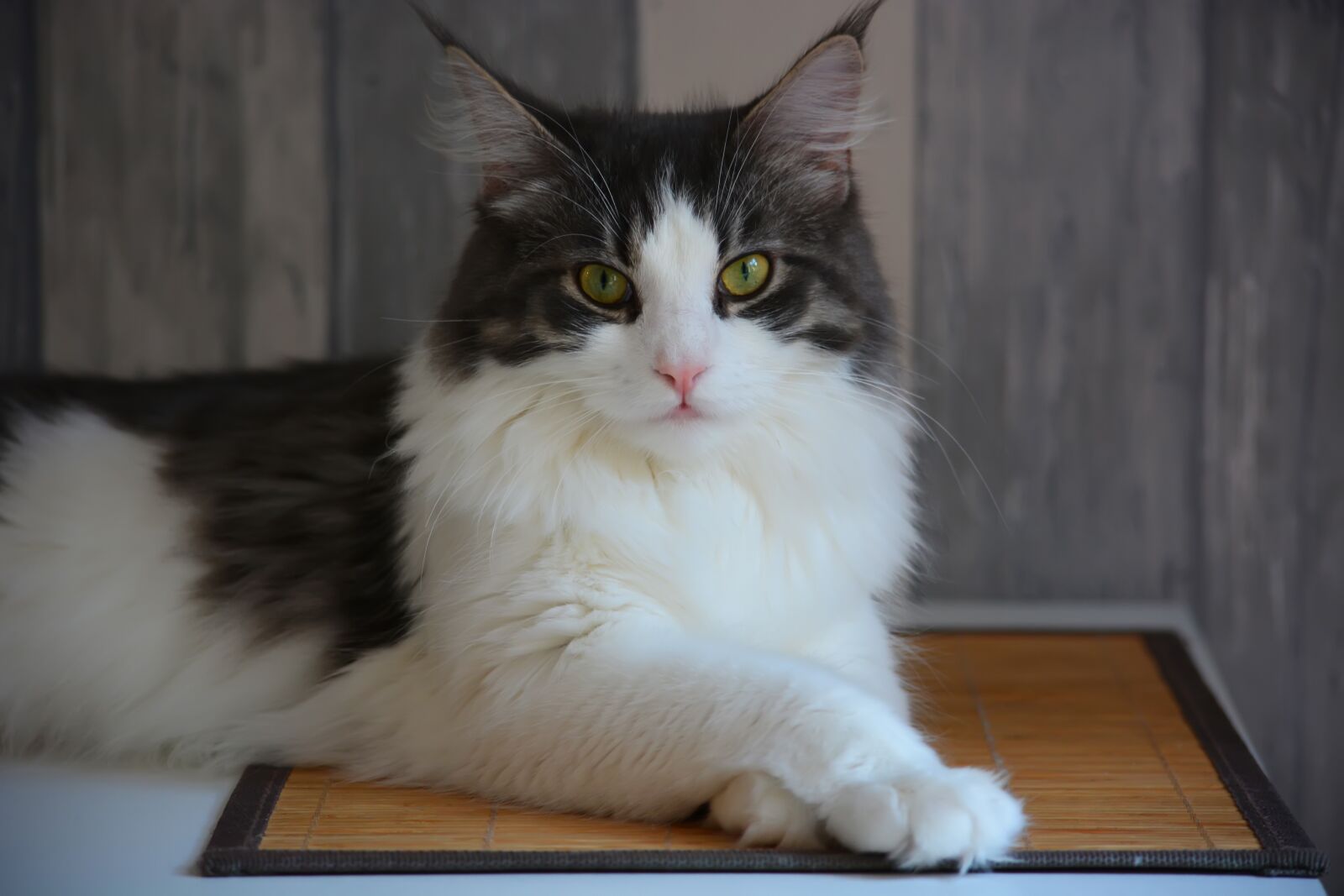 Nikon D5200 sample photo. Anneli, maine coon, cat photography