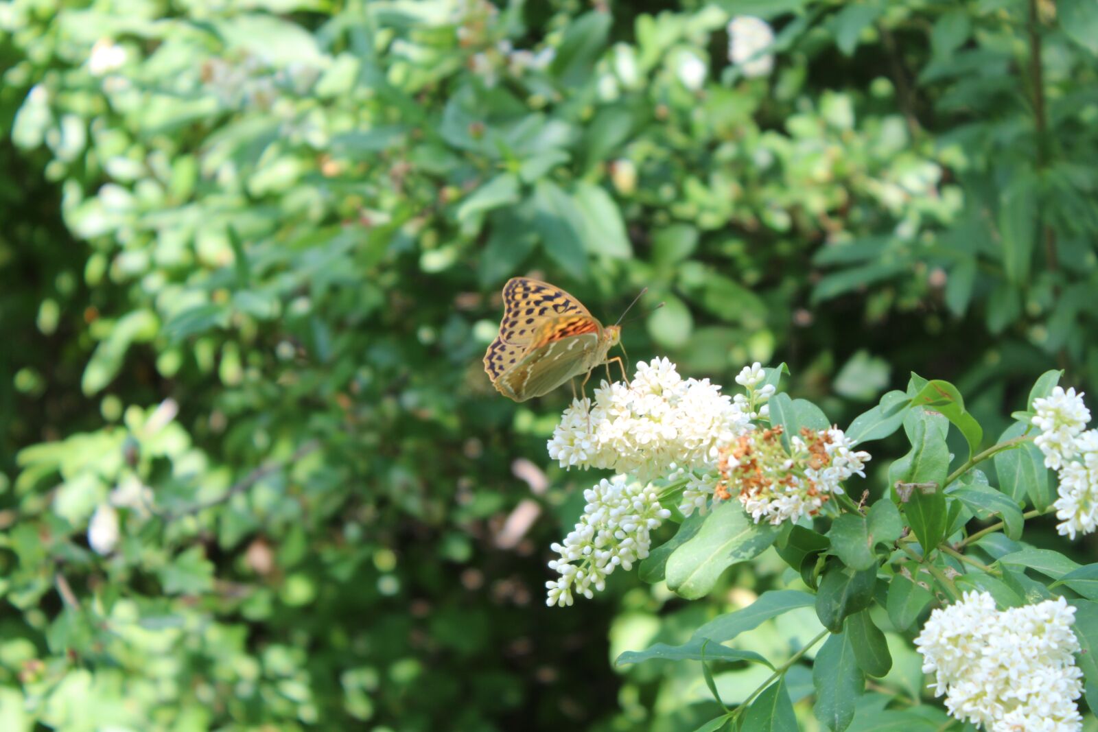 Canon EOS 1300D (EOS Rebel T6 / EOS Kiss X80) sample photo. Nature, insect, butterfly photography