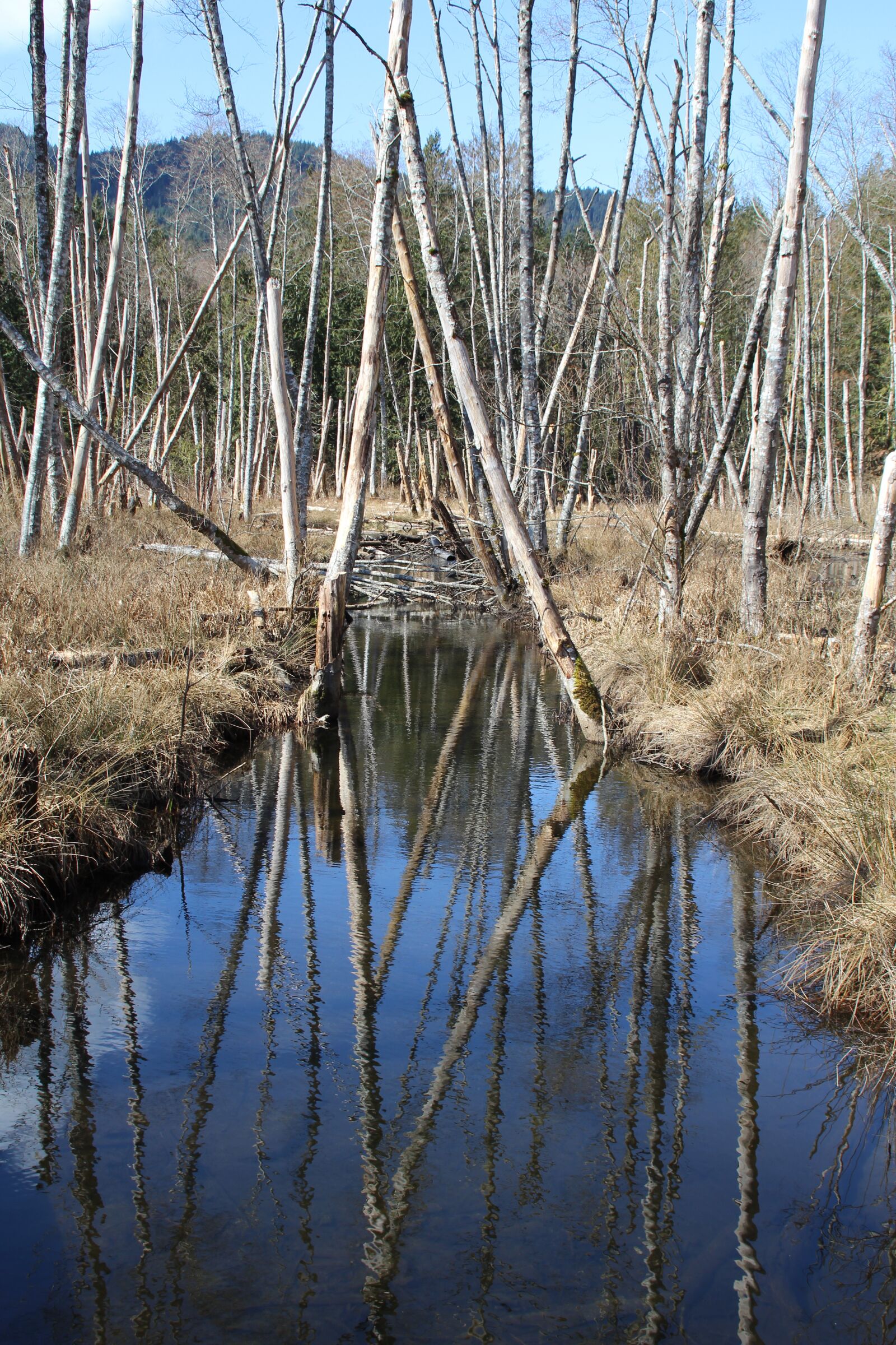 Canon EOS 600D (Rebel EOS T3i / EOS Kiss X5) sample photo. Streams, reflect, reflections photography