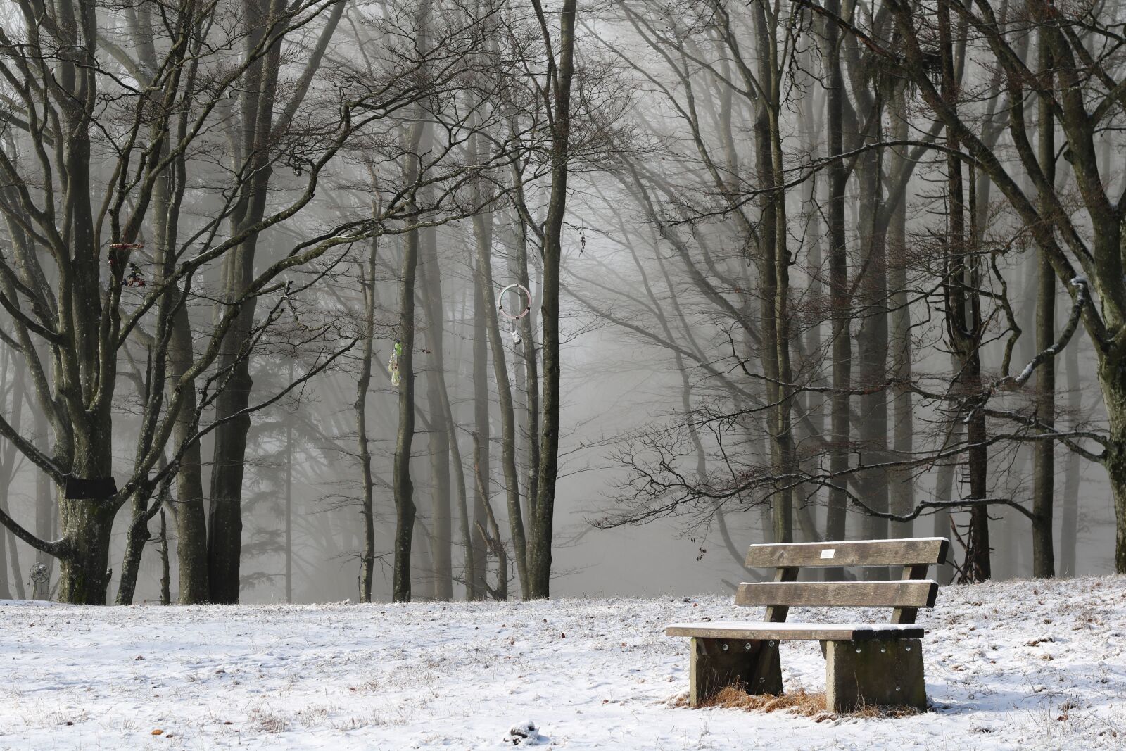 Canon EOS 760D (EOS Rebel T6s / EOS 8000D) sample photo. Park bench, loneliness, forest photography