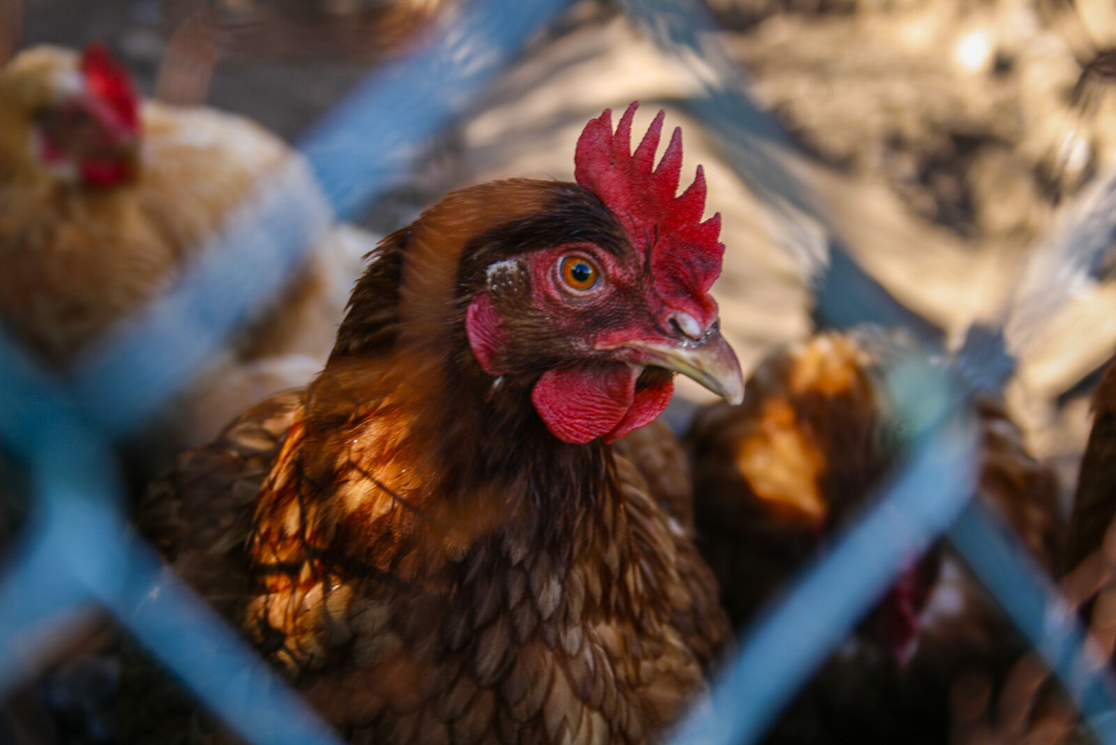 Canon EF-S 18-55mm F3.5-5.6 II sample photo. Nature, red, animal, brown photography