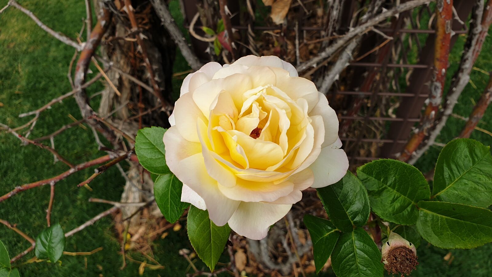 Samsung Galaxy Note9 sample photo. Flowers, rose, nature photography