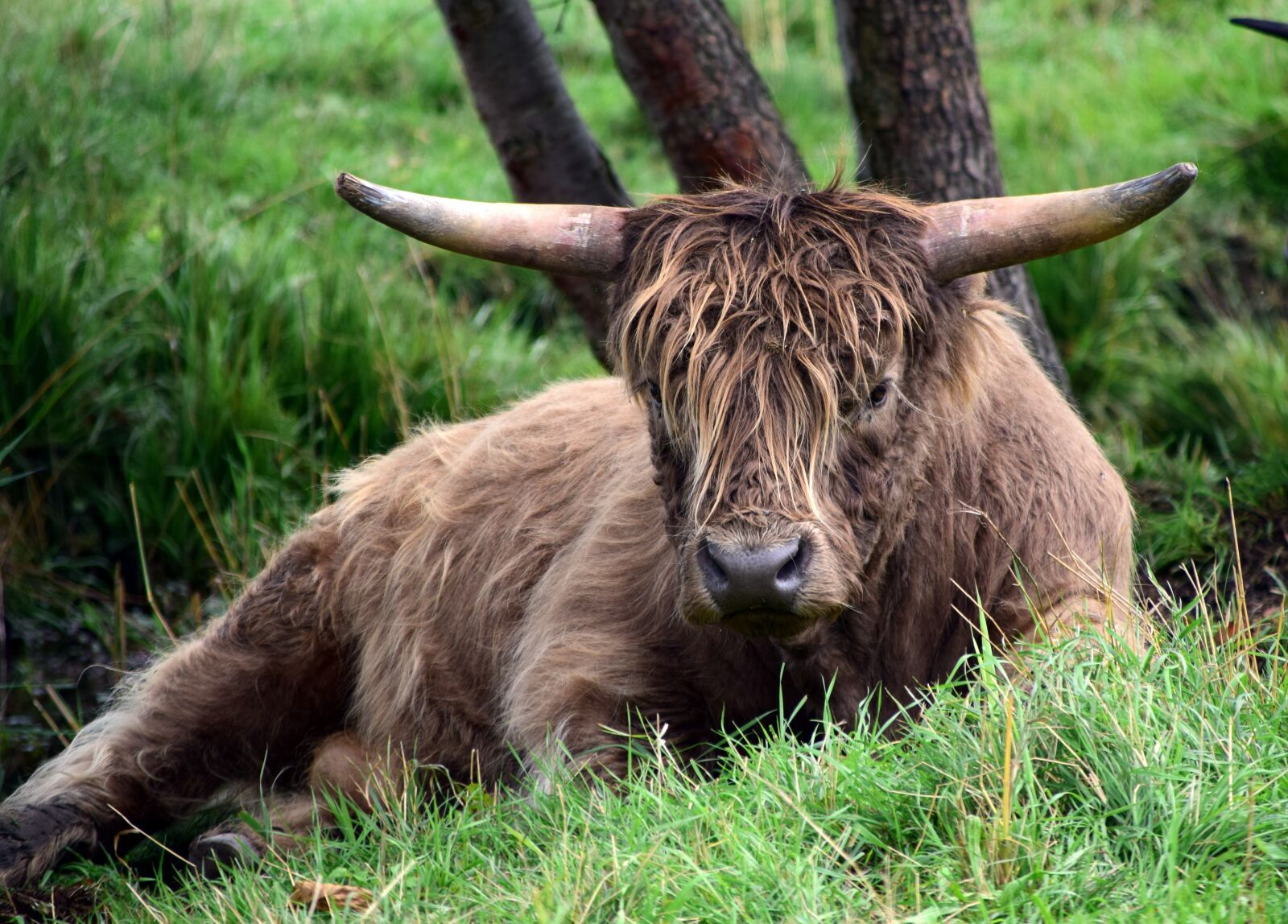 Nikon D3300 sample photo. Beef, highland beef, galloway photography