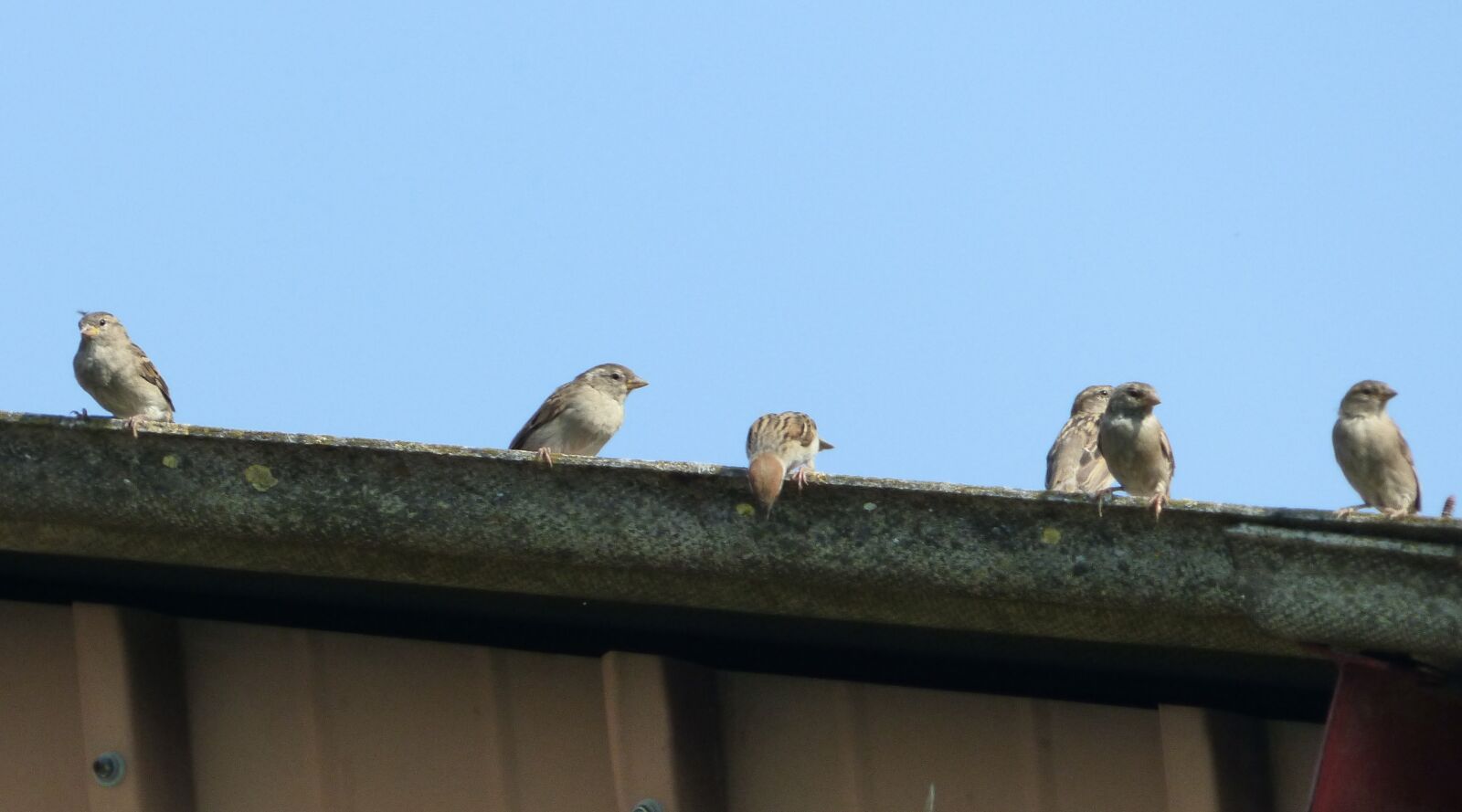 Panasonic DMC-FZ72 sample photo. Sparrows, gutter, sky photography