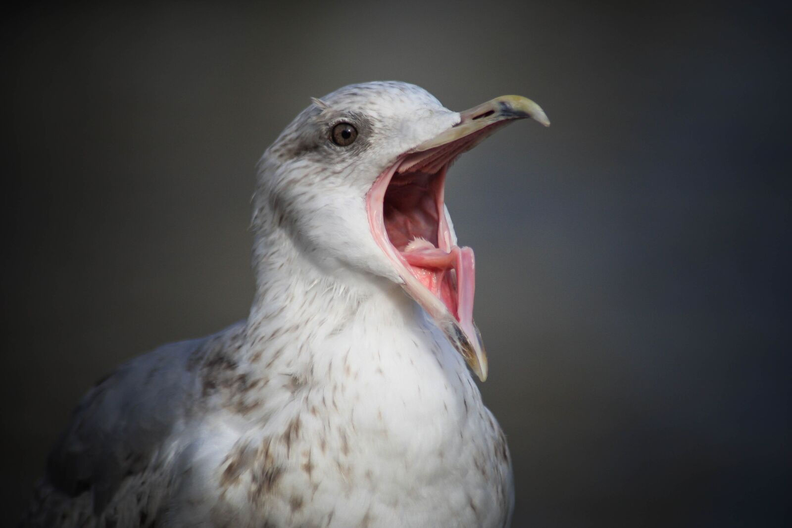 Canon EOS-1D Mark III sample photo. Seagull, elbe, port photography