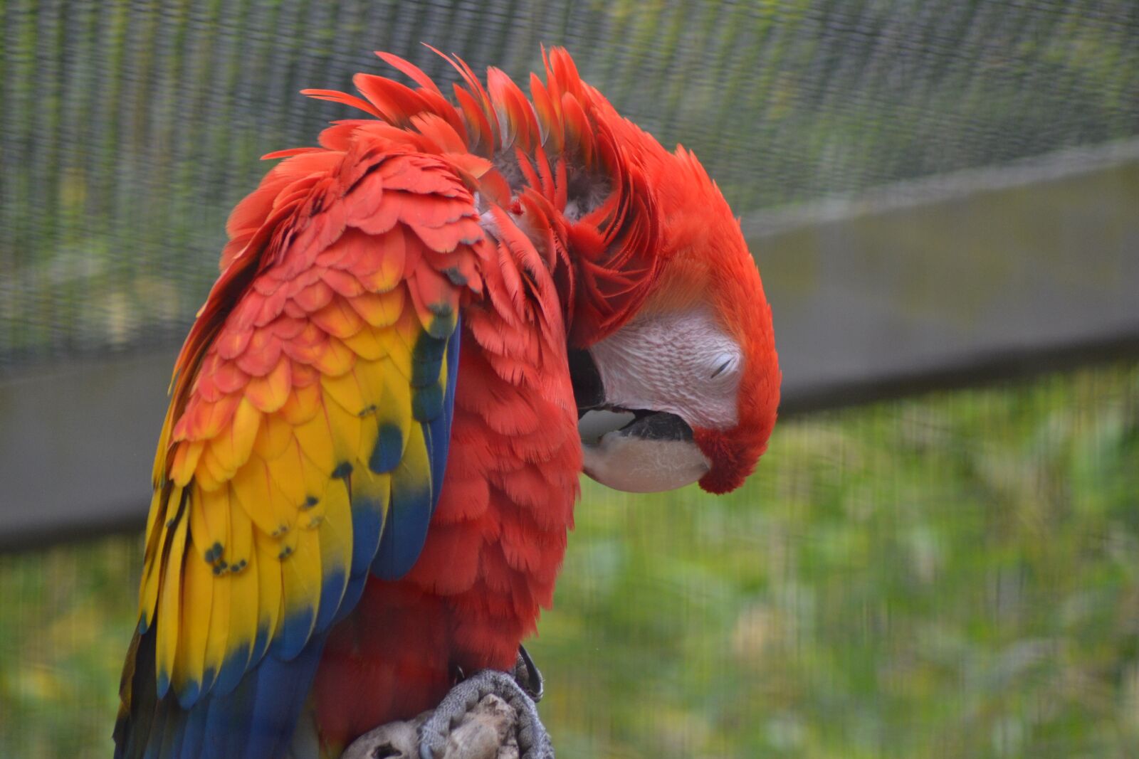 Nikon D3100 sample photo. Bird, parrot, colorful photography