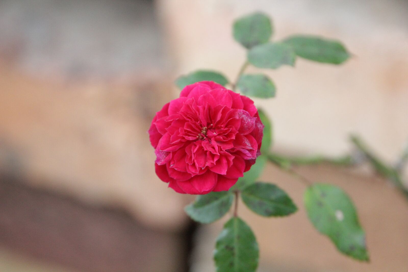 Canon EOS 60D sample photo. Flower, nature, flora photography